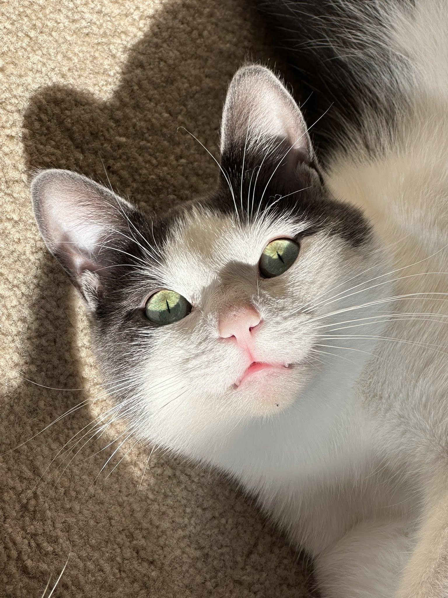 Enlarge Orbit, a Adoptable Domestic Short Hair in Stratford, ON image 3/4