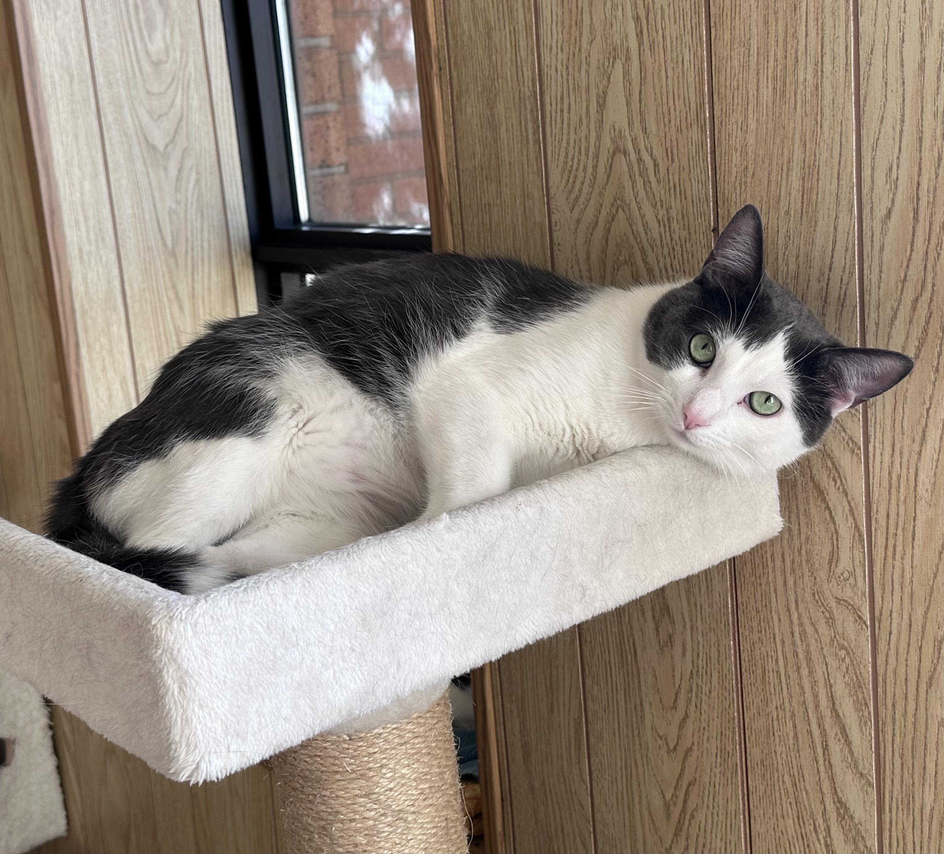 Enlarge Orbit, a Adoptable Domestic Short Hair in Stratford, ON image 4/4