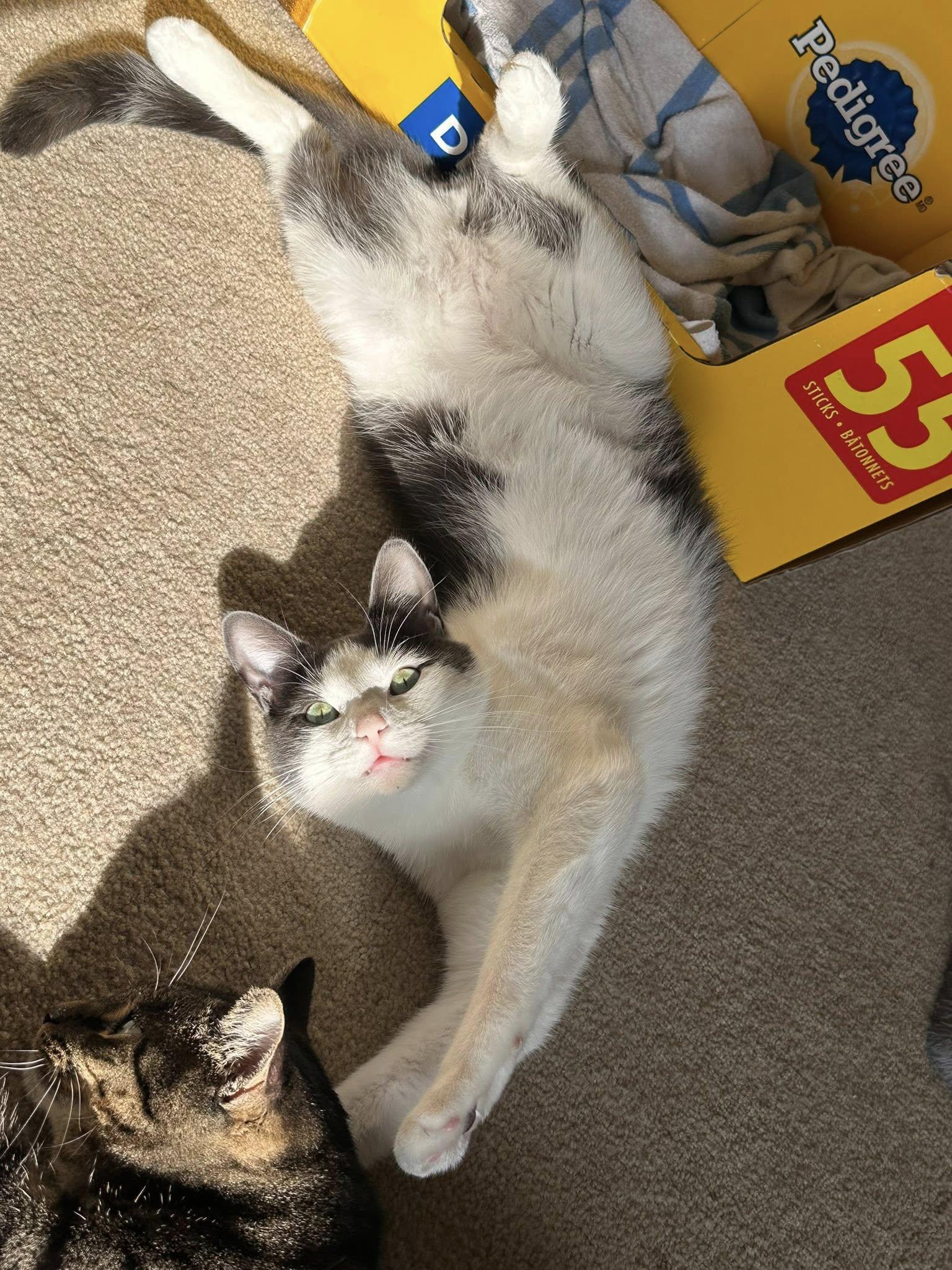 Enlarge Orbit, a Adoptable Domestic Short Hair in Stratford, ON image 4/4