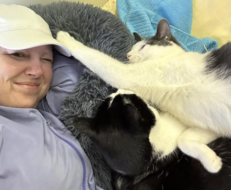 Enlarge Orbit, a Adoptable Domestic Short Hair in Stratford, ON image 2/4