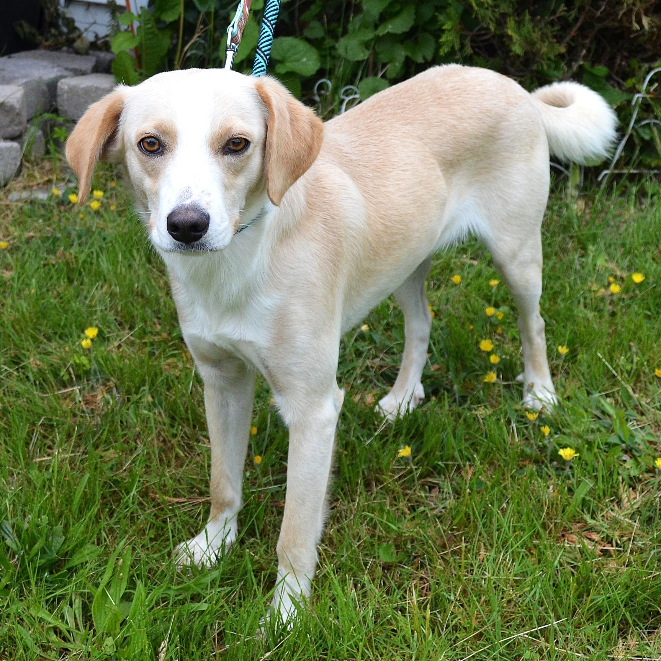 Enlarge Milton, a Adopted mixed breed in Scranton, PA image 2/6