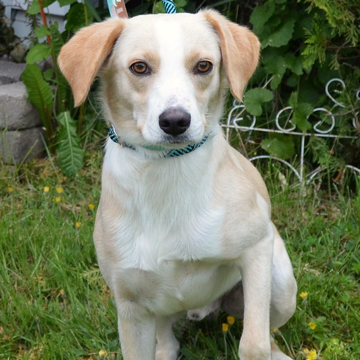 Enlarge Milton, a Adopted mixed breed in Scranton, PA image 3/6