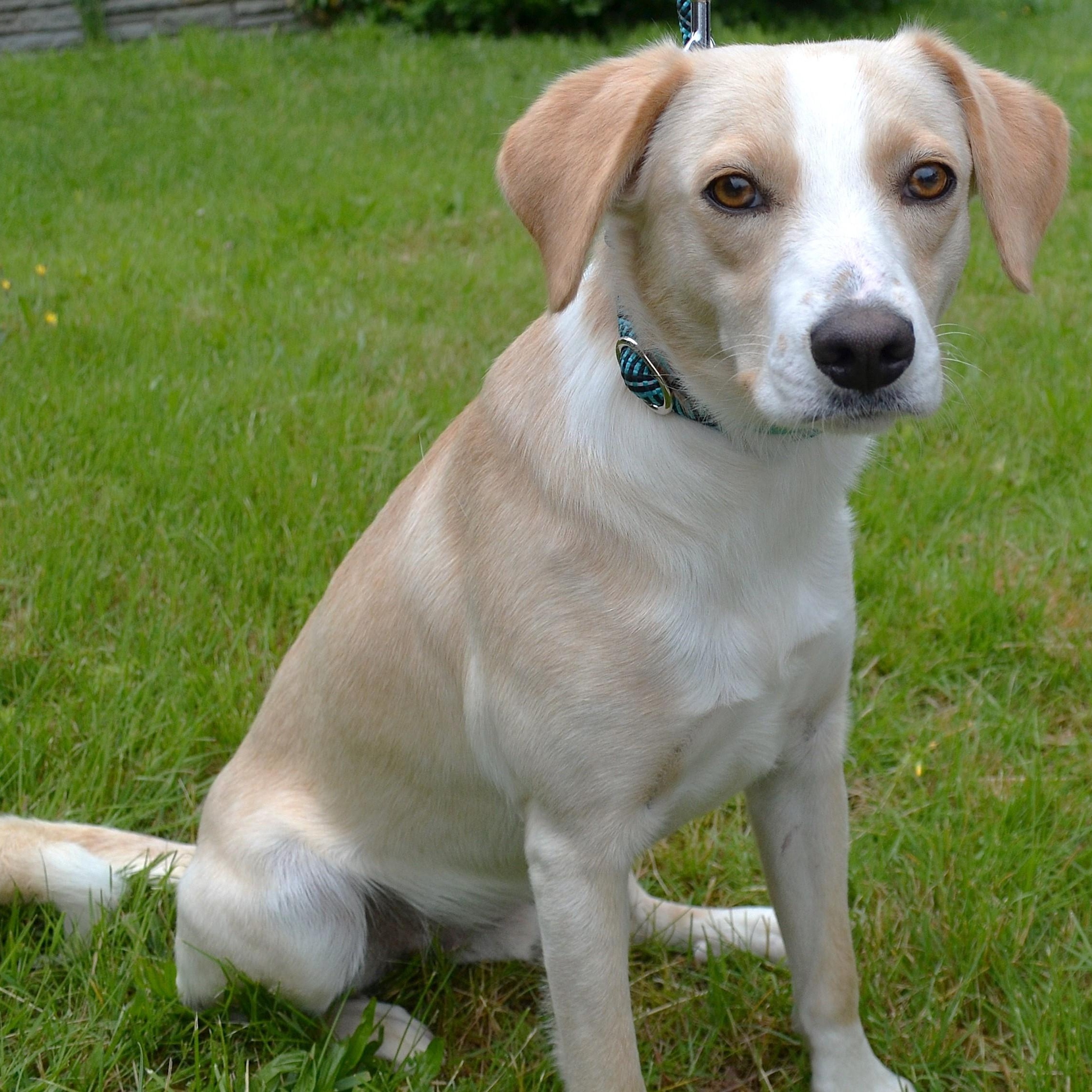 Enlarge Milton, a Adopted mixed breed in Scranton, PA image 6/6