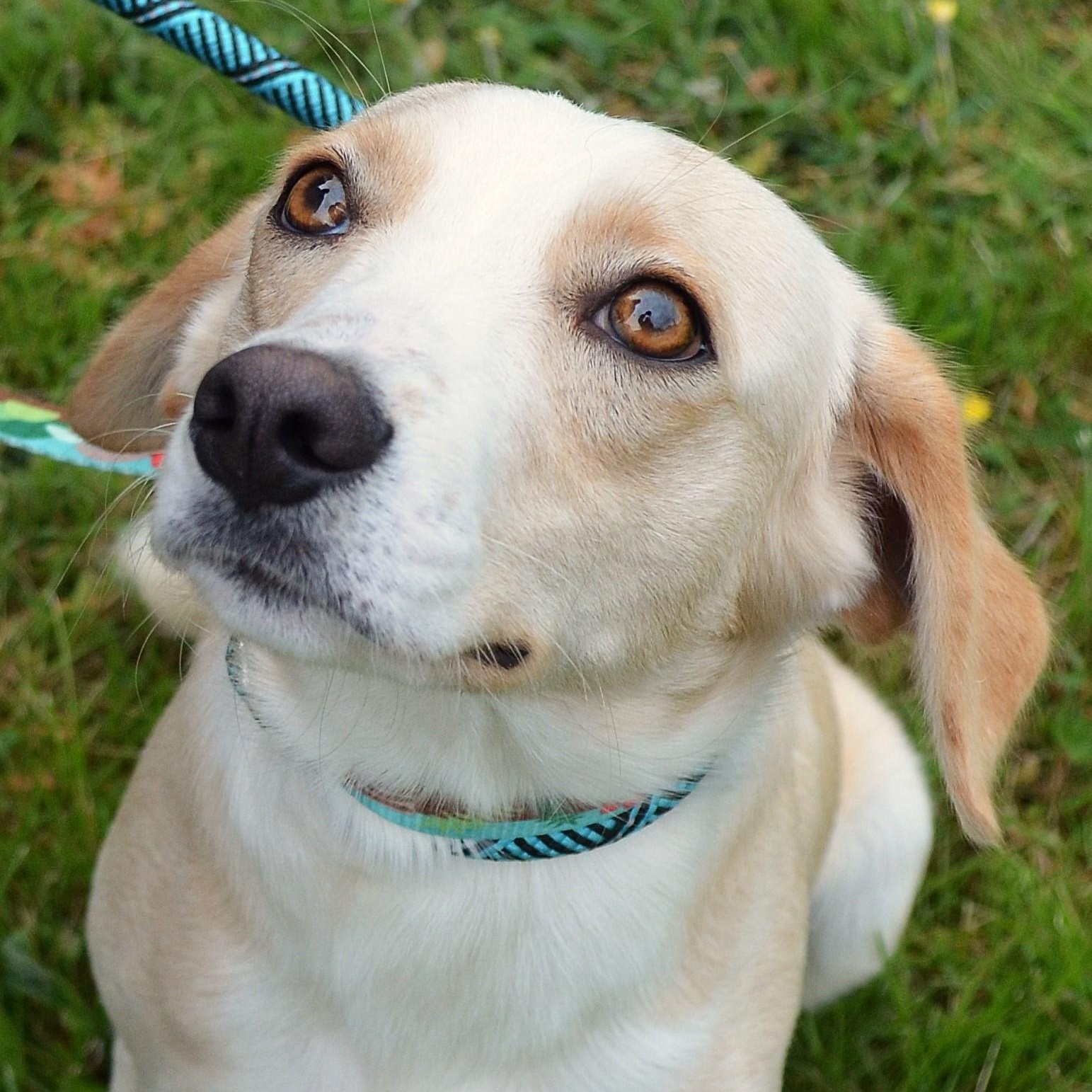 Milton, Adopted, Young Male Labrador Retriever & Mixed Breed.