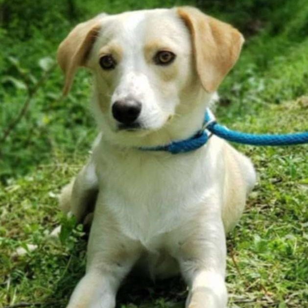 Enlarge Milton, a Adopted mixed breed in Scranton, PA image 5/6