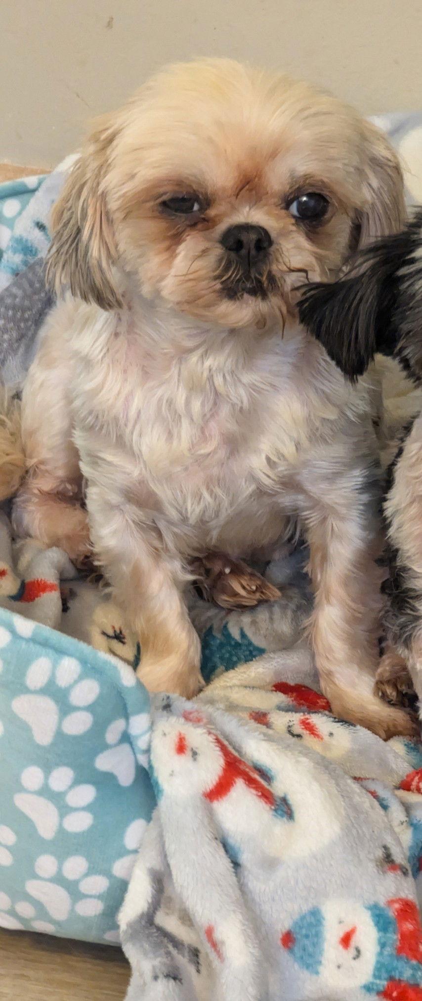 Michelle, Adoptable, Young Female Shih Tzu.