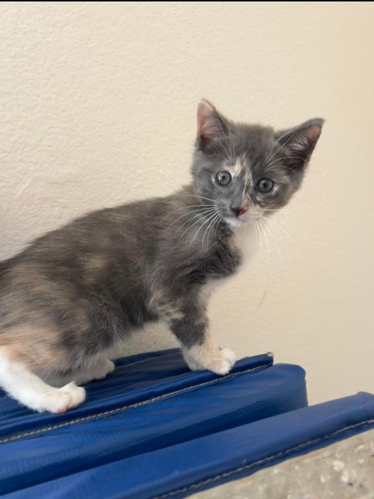 Enlarge Gracie (downey) ADOPTED, a Adoptable Calico in San Pedro, CA image 1/2