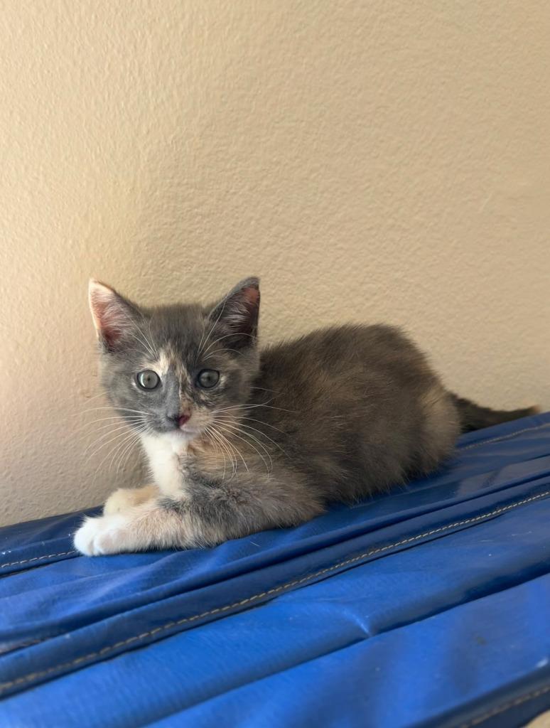 Enlarge Gracie (downey) ADOPTED, a Adoptable Calico in San Pedro, CA image 2/2