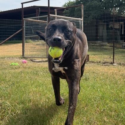 Zahara, Adoptable, Adult Female Mixed Breed.