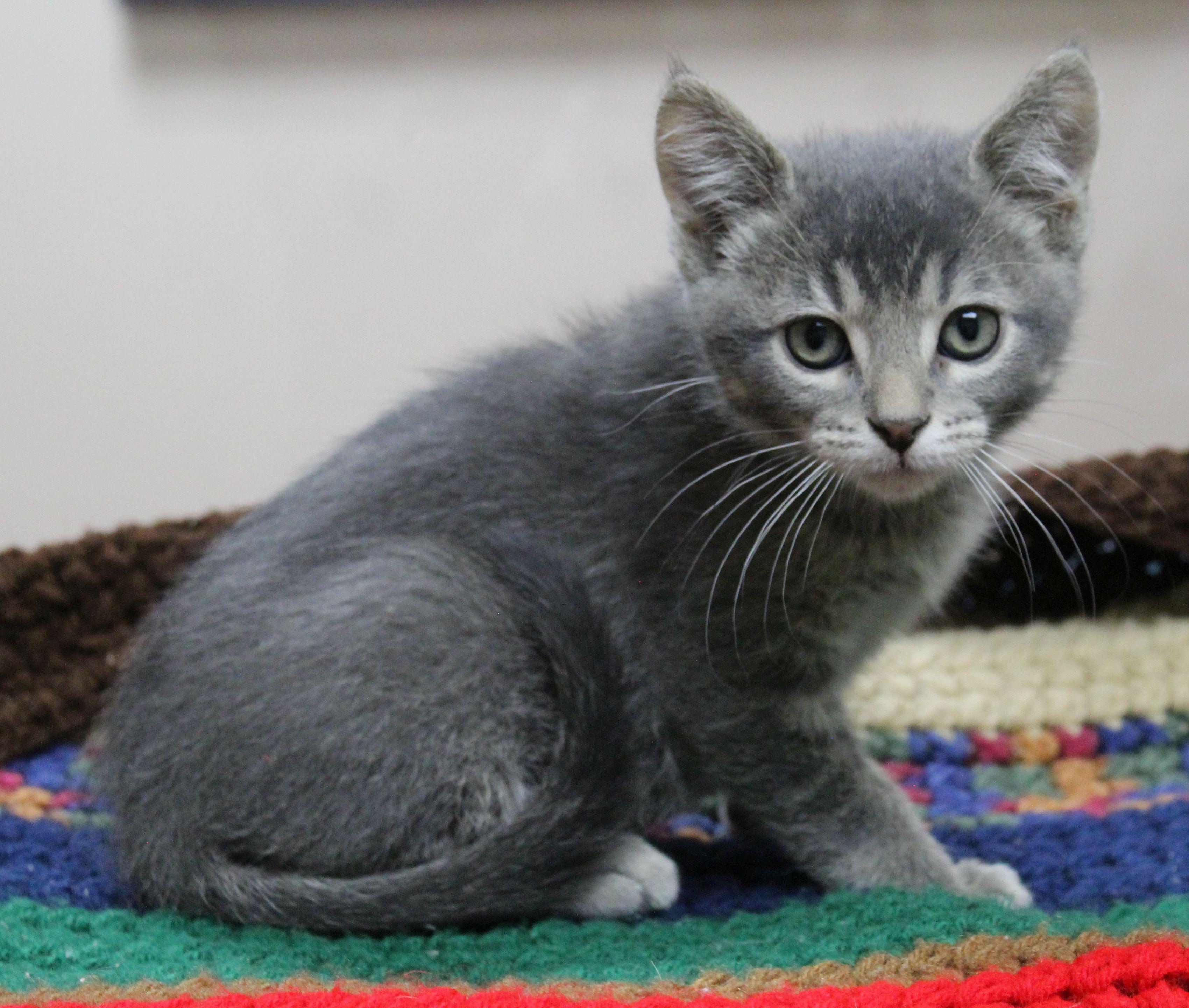 Cirrus, ADOPTABLE, Kitten Male Domestic Short Hair.