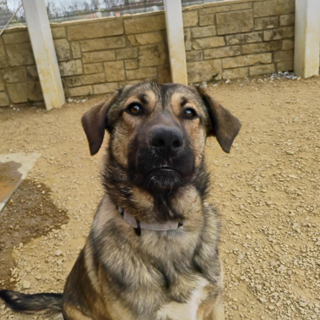 Waylon, Adoptable, Adult Male Mixed Breed.