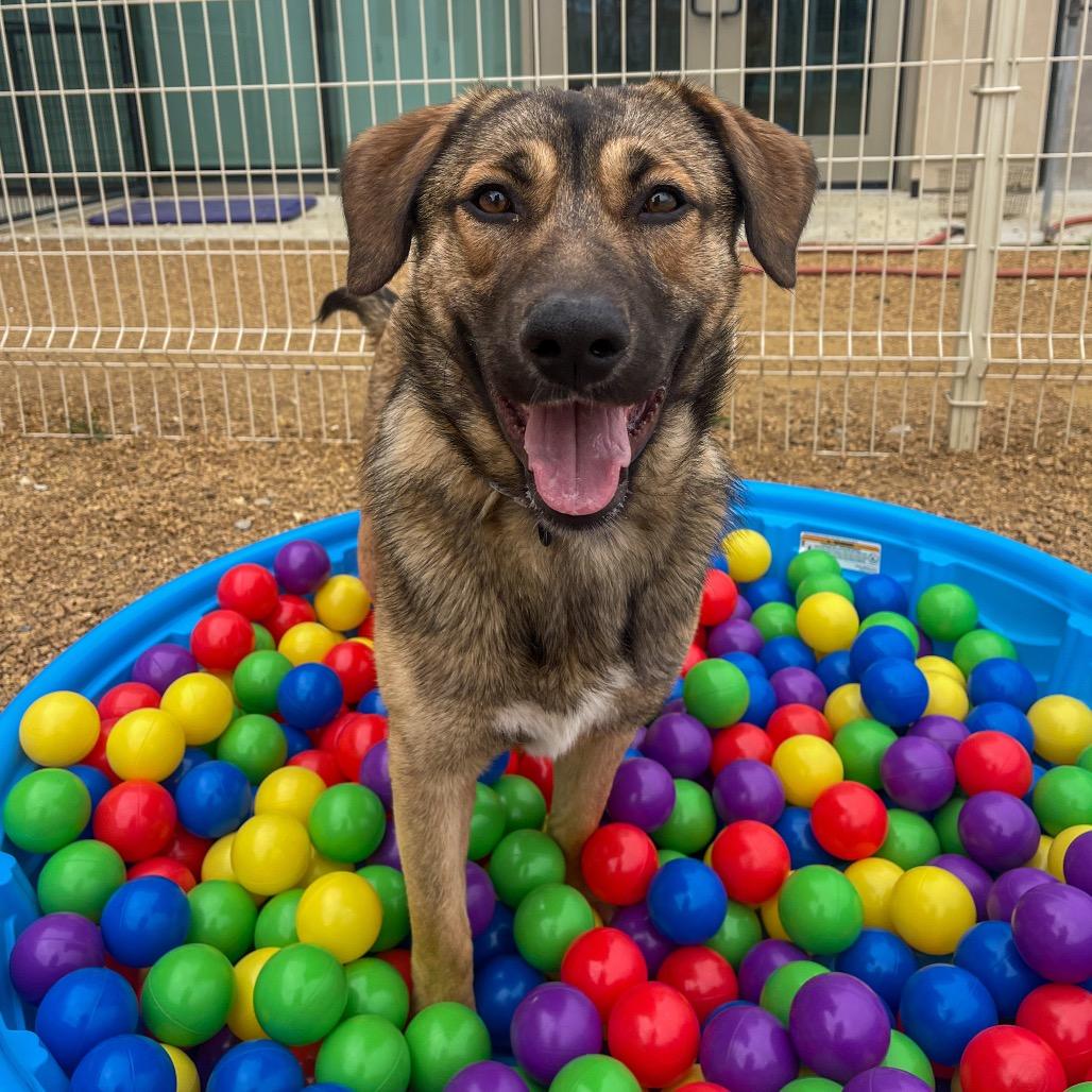 Enlarge Waylon, a Adoptable Mixed Breed in Bentonville, AR image 2/4