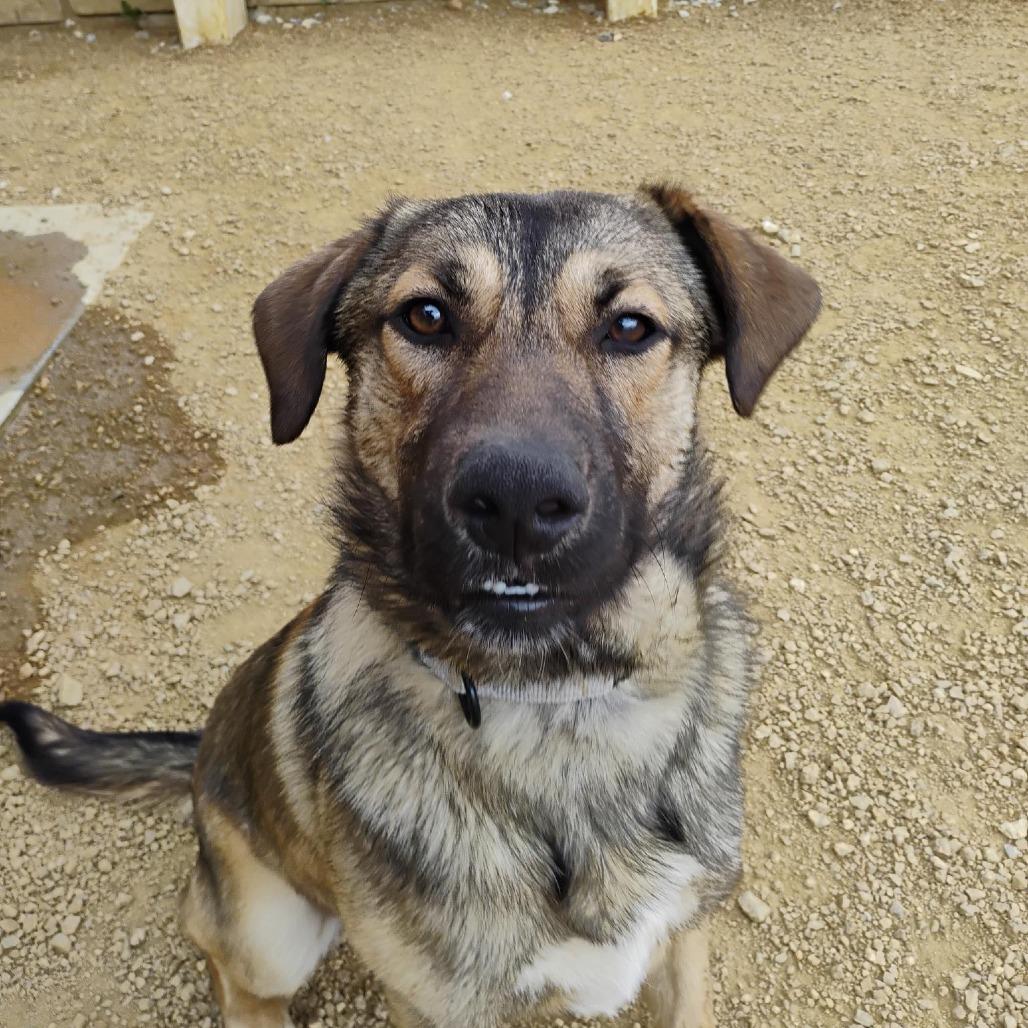 Enlarge Waylon, a Adoptable Mixed Breed in Bentonville, AR image 4/4