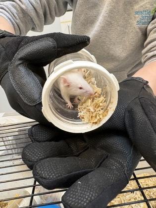 Oregon, Adoptable, Young Female Mouse.