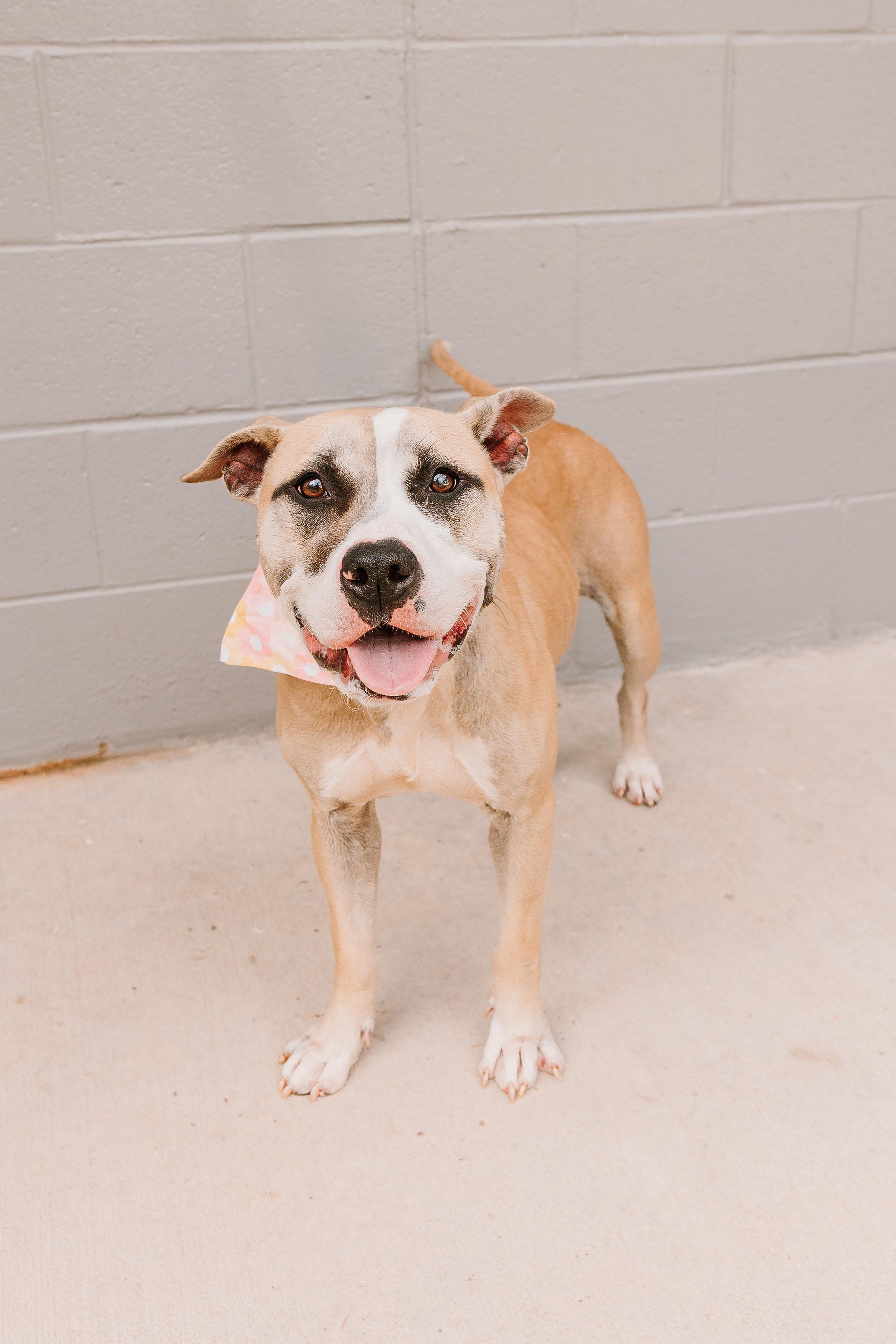 Enlarge Lori, a Adoptable mixed breed in Lancaster, SC image 1/5