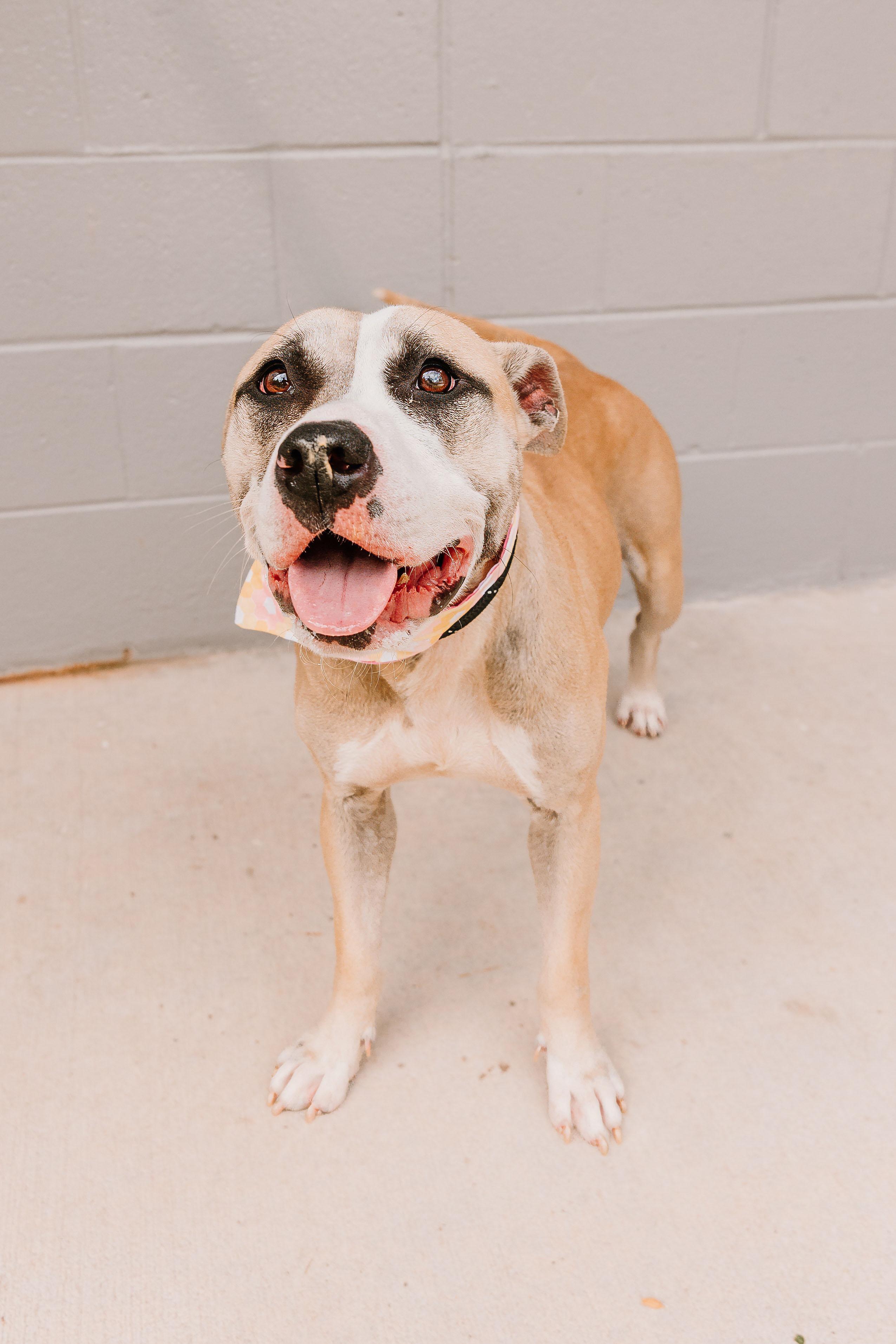 Enlarge Lori, a Adoptable mixed breed in Lancaster, SC image 4/5