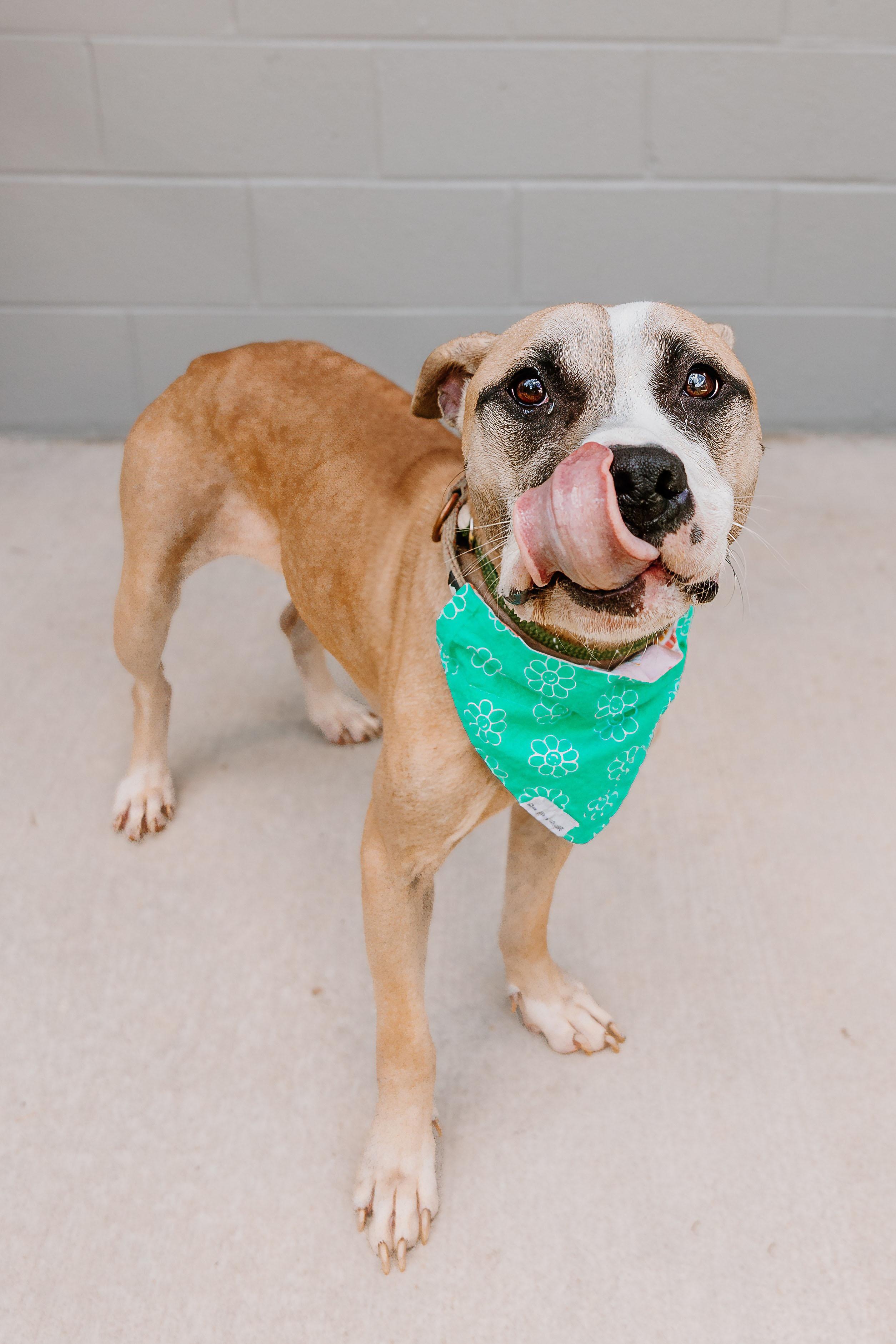 Enlarge Lori, a Adoptable mixed breed in Lancaster, SC image 3/5