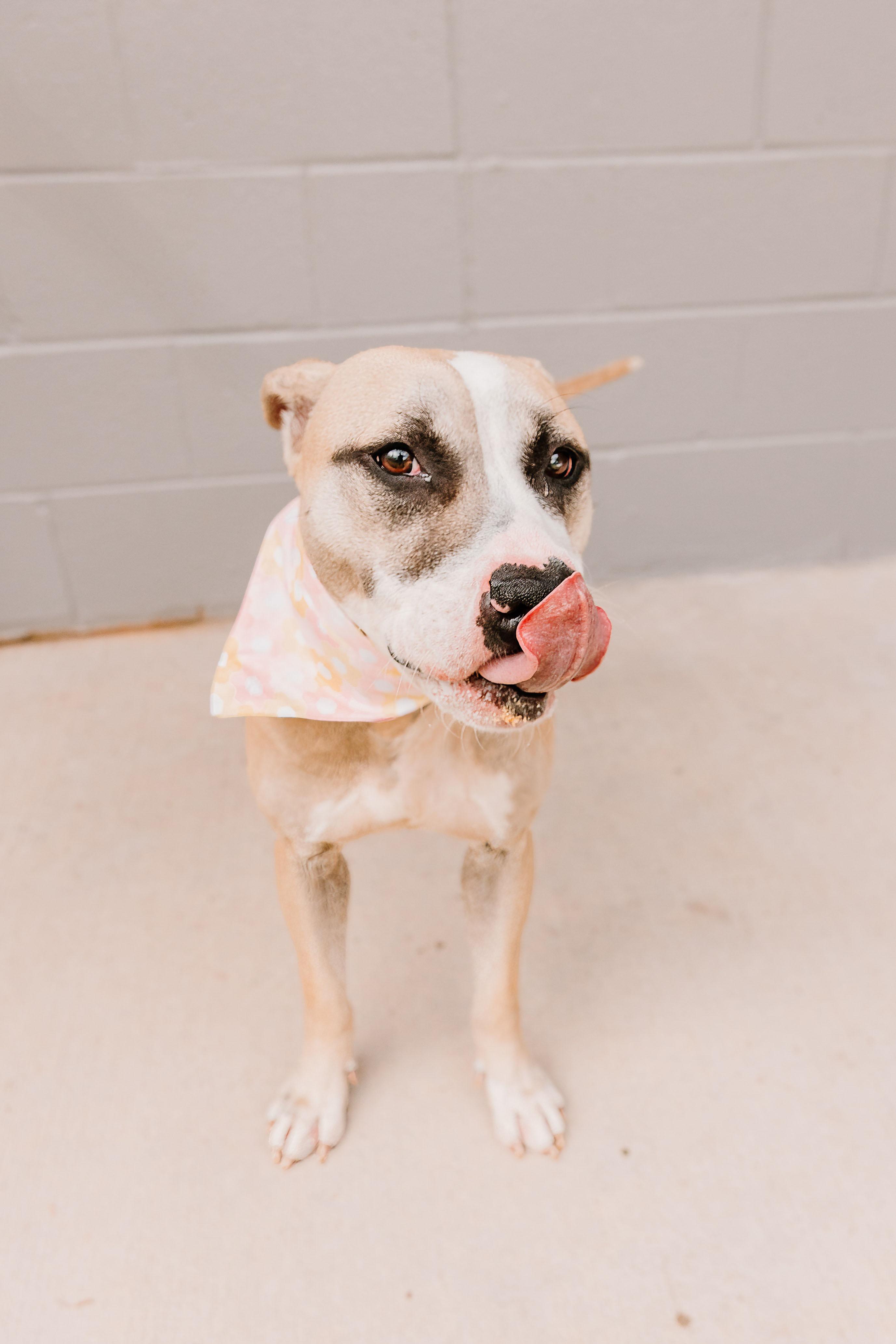 Enlarge Lori, a Adoptable mixed breed in Lancaster, SC image 5/5