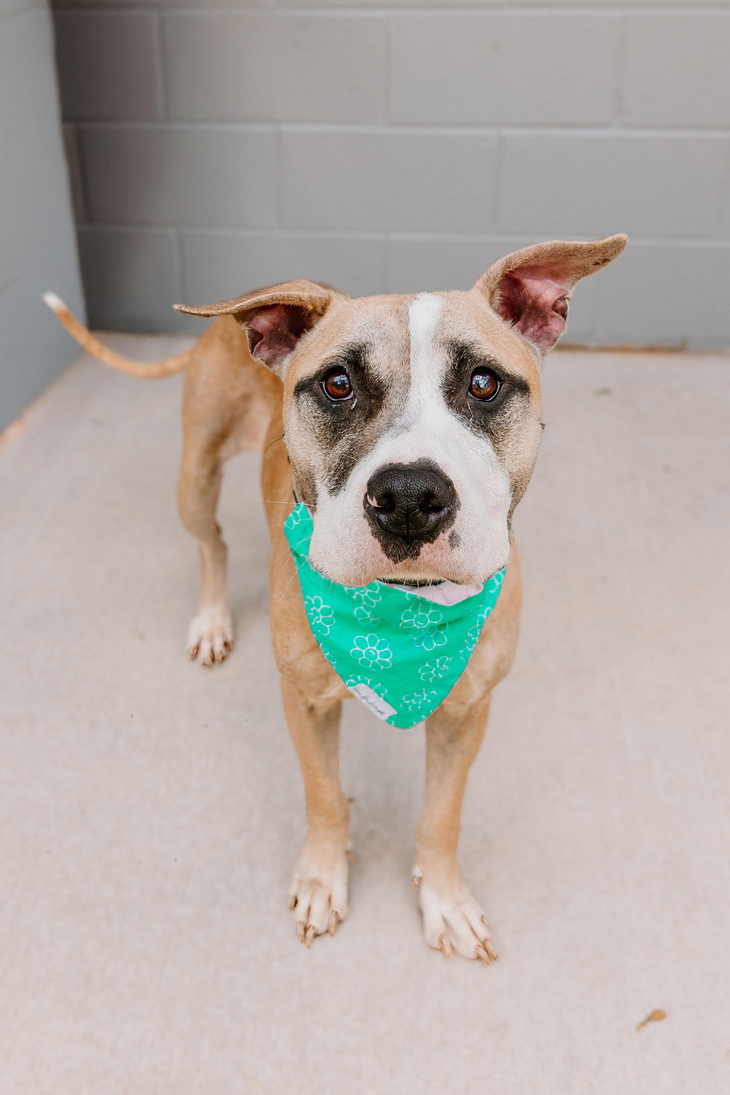 Enlarge Lori, a Adoptable mixed breed in Lancaster, SC image 2/5