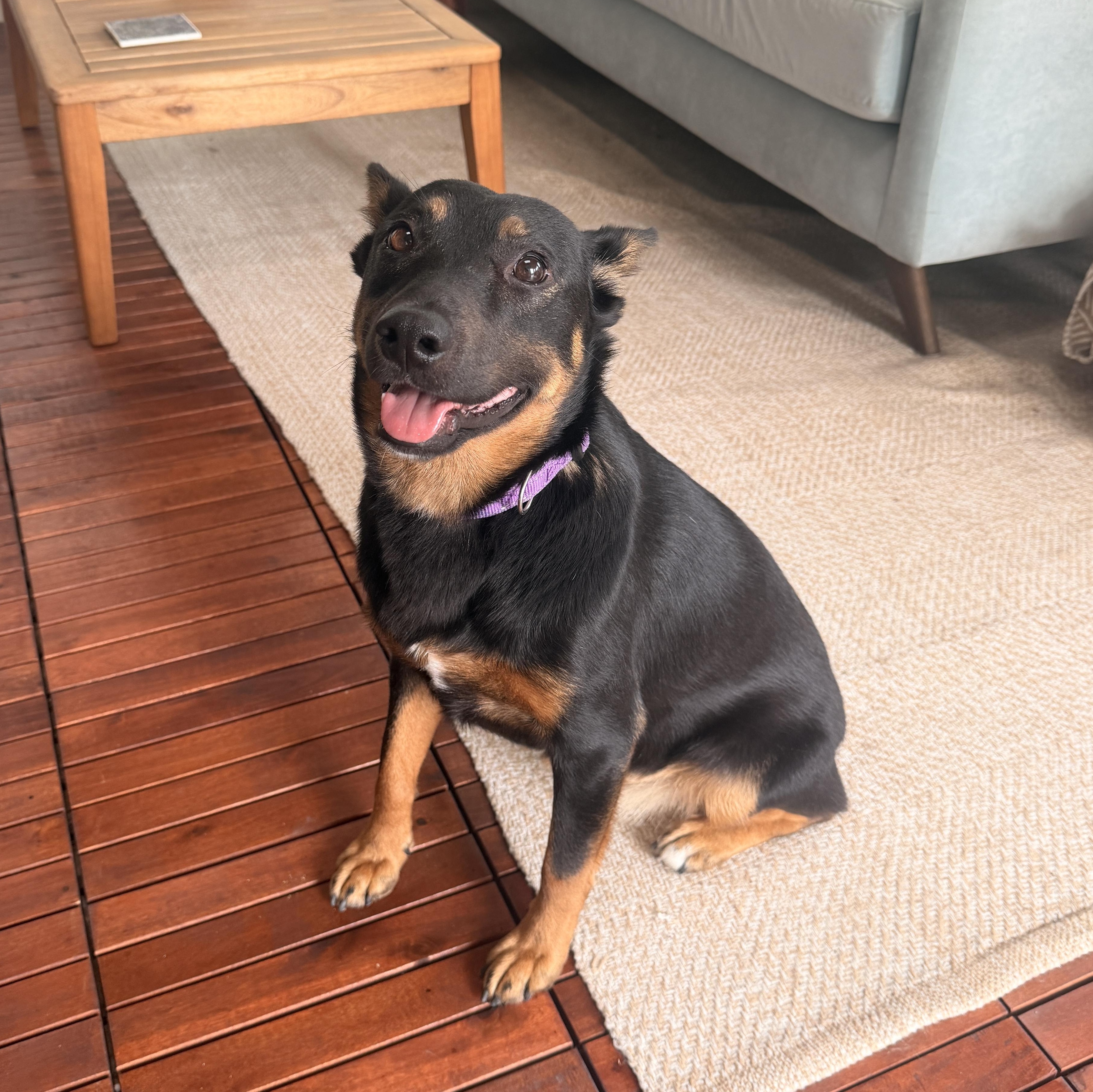 Enlarge Queenie, a ADOPTABLE mixed breed in San Diego, CA image 1/5