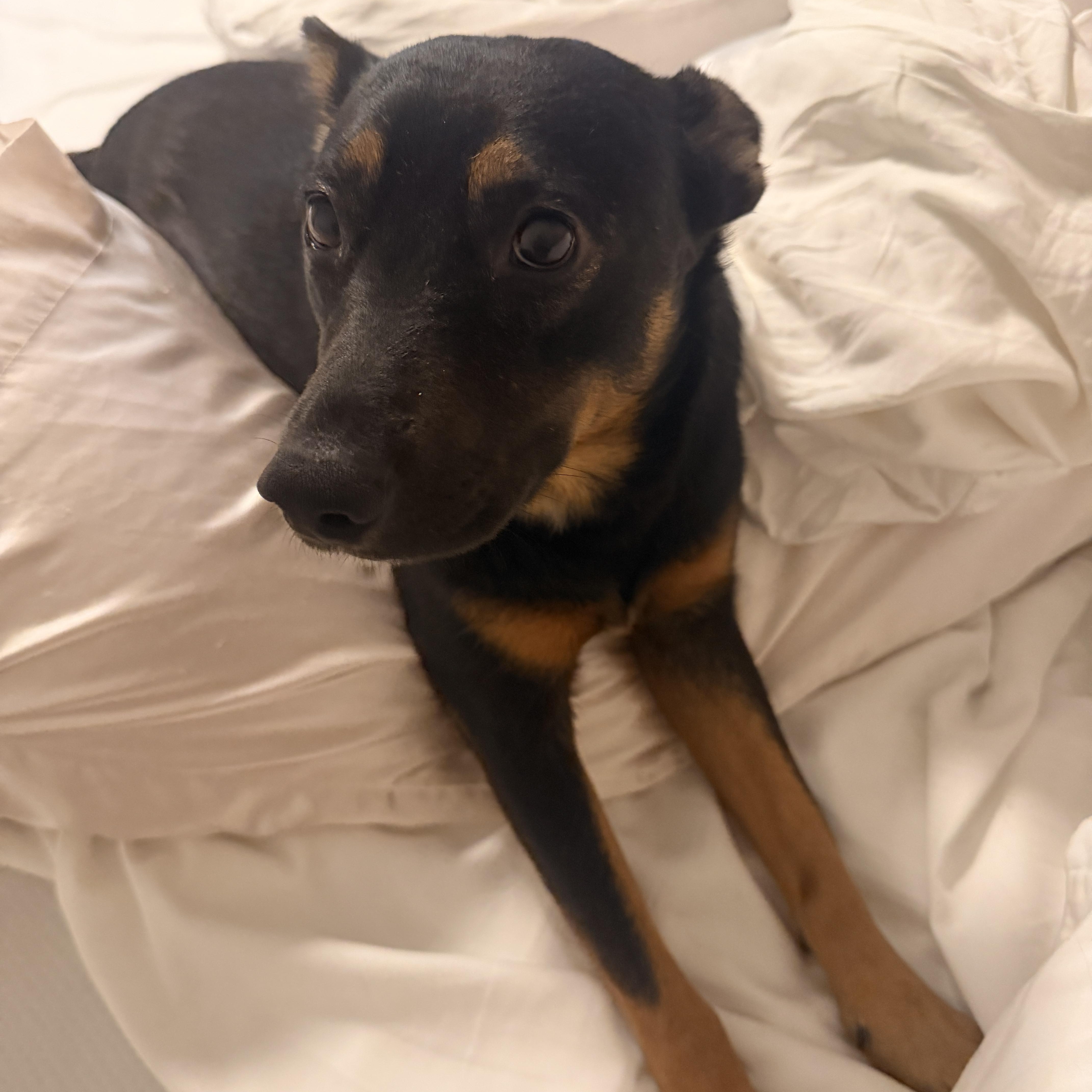 Enlarge Queenie, a ADOPTABLE mixed breed in San Diego, CA image 4/5