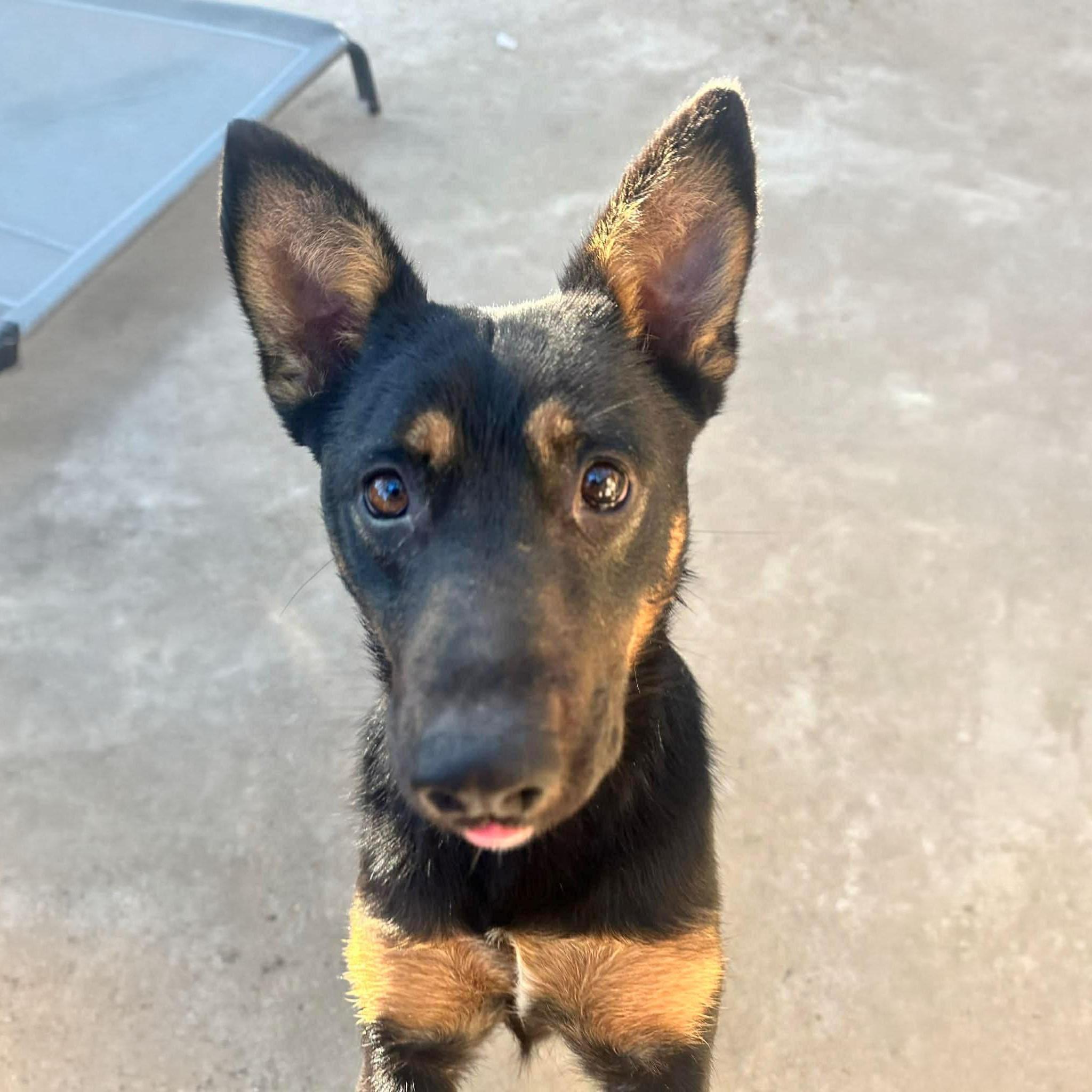 Enlarge Queenie, a ADOPTABLE mixed breed in San Diego, CA image 2/5