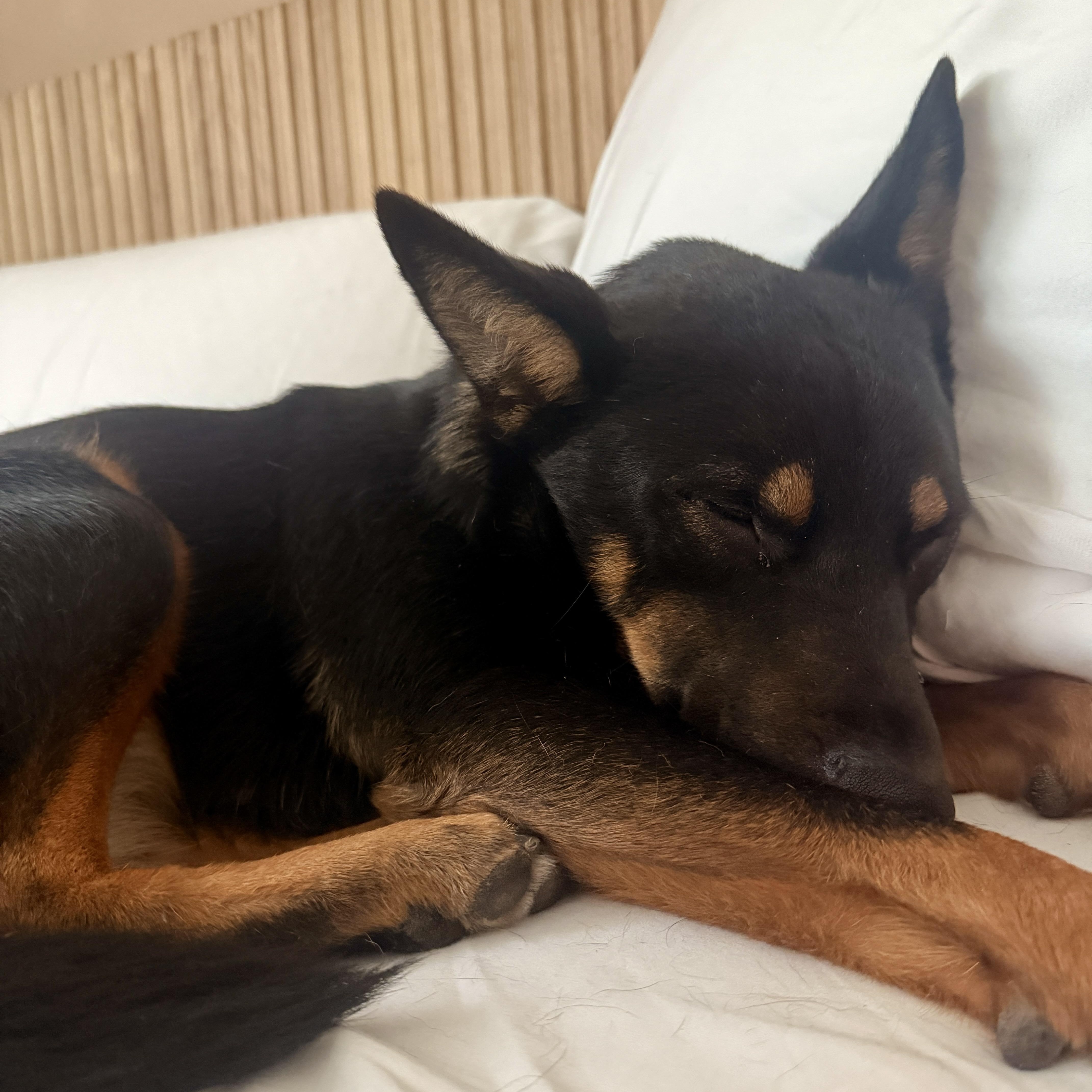 Enlarge Queenie, a ADOPTABLE mixed breed in San Diego, CA image 3/5