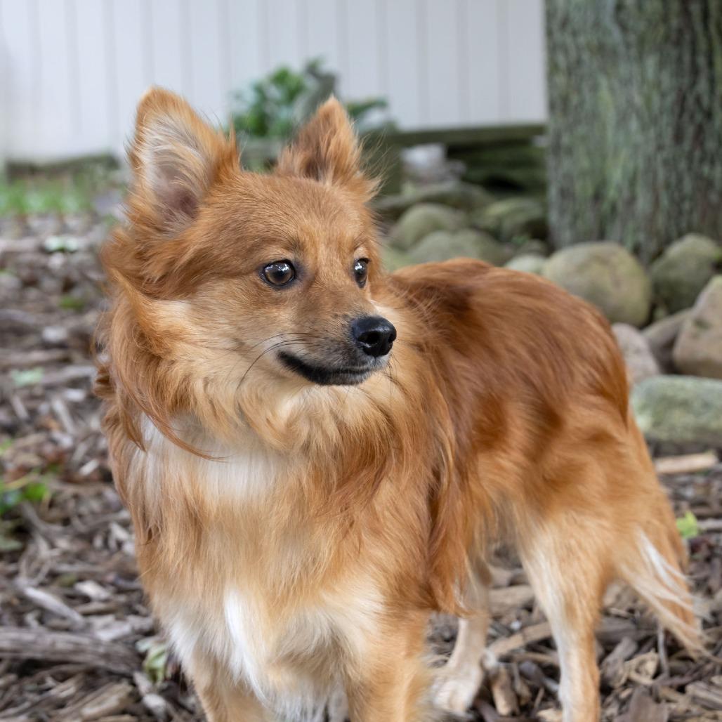 Xatu, Adoptable, Young Male Pomeranian.