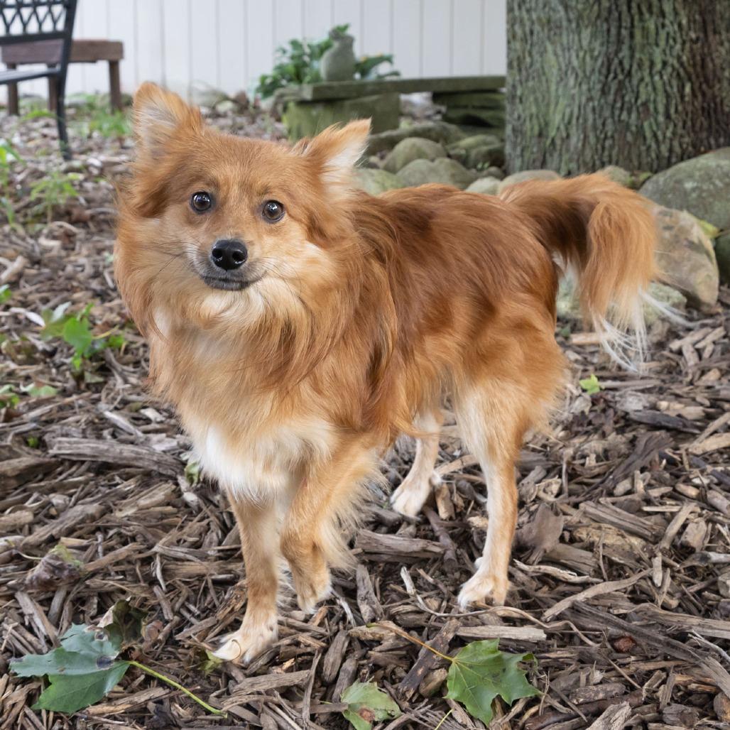 Enlarge Xatu, a Adoptable Pomeranian in McKean, PA image 2/6