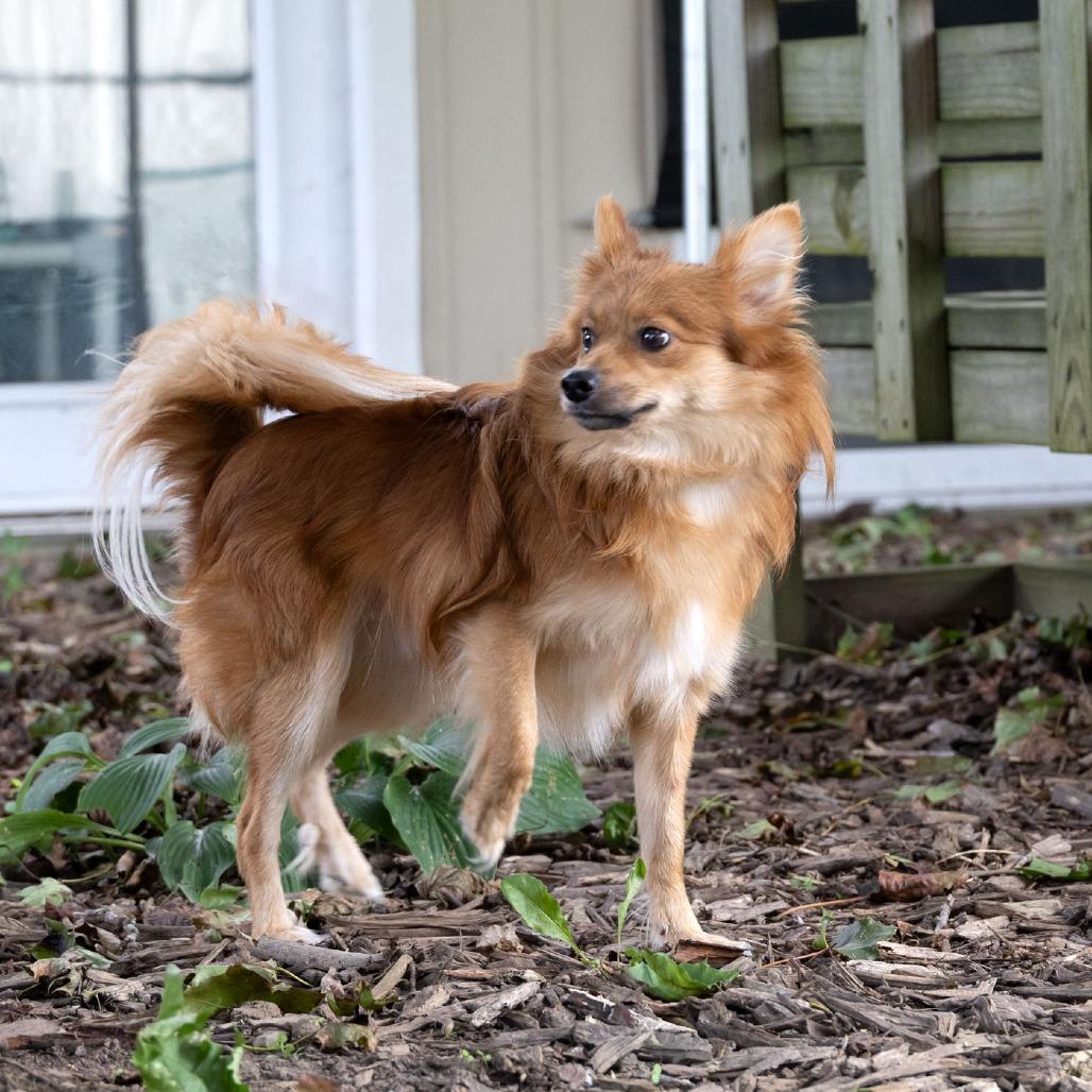 Enlarge Xatu, a Adoptable Pomeranian in McKean, PA image 3/6