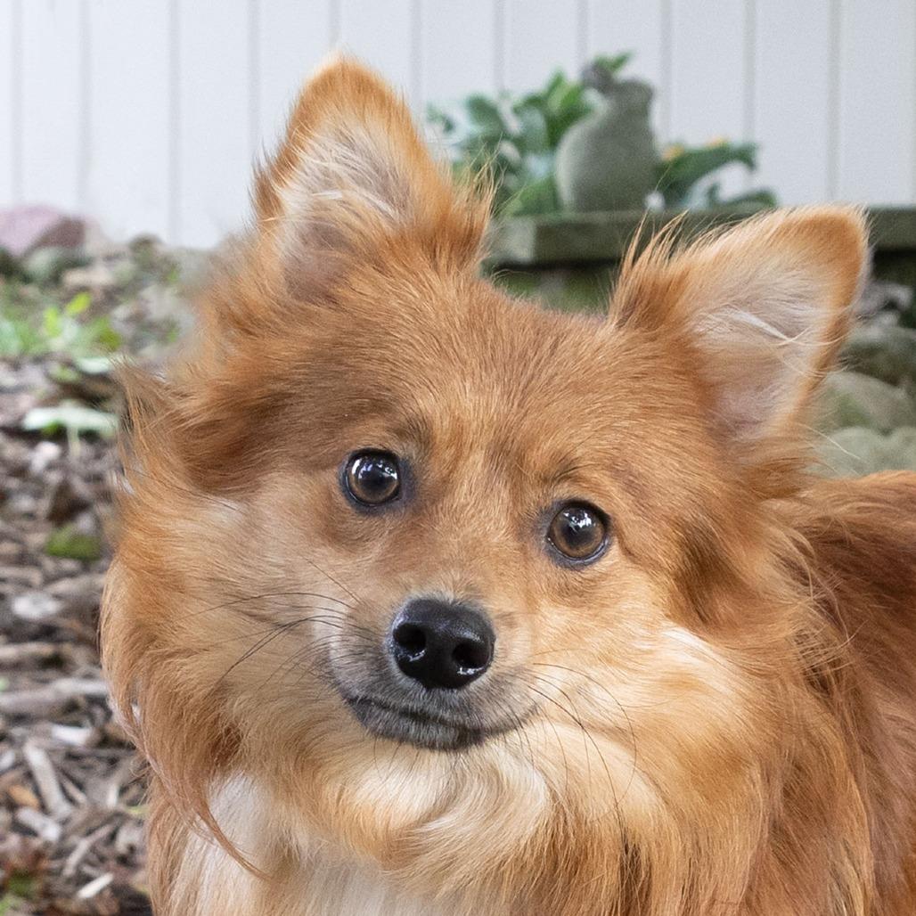 Enlarge Xatu, a Adoptable Pomeranian in McKean, PA image 4/6