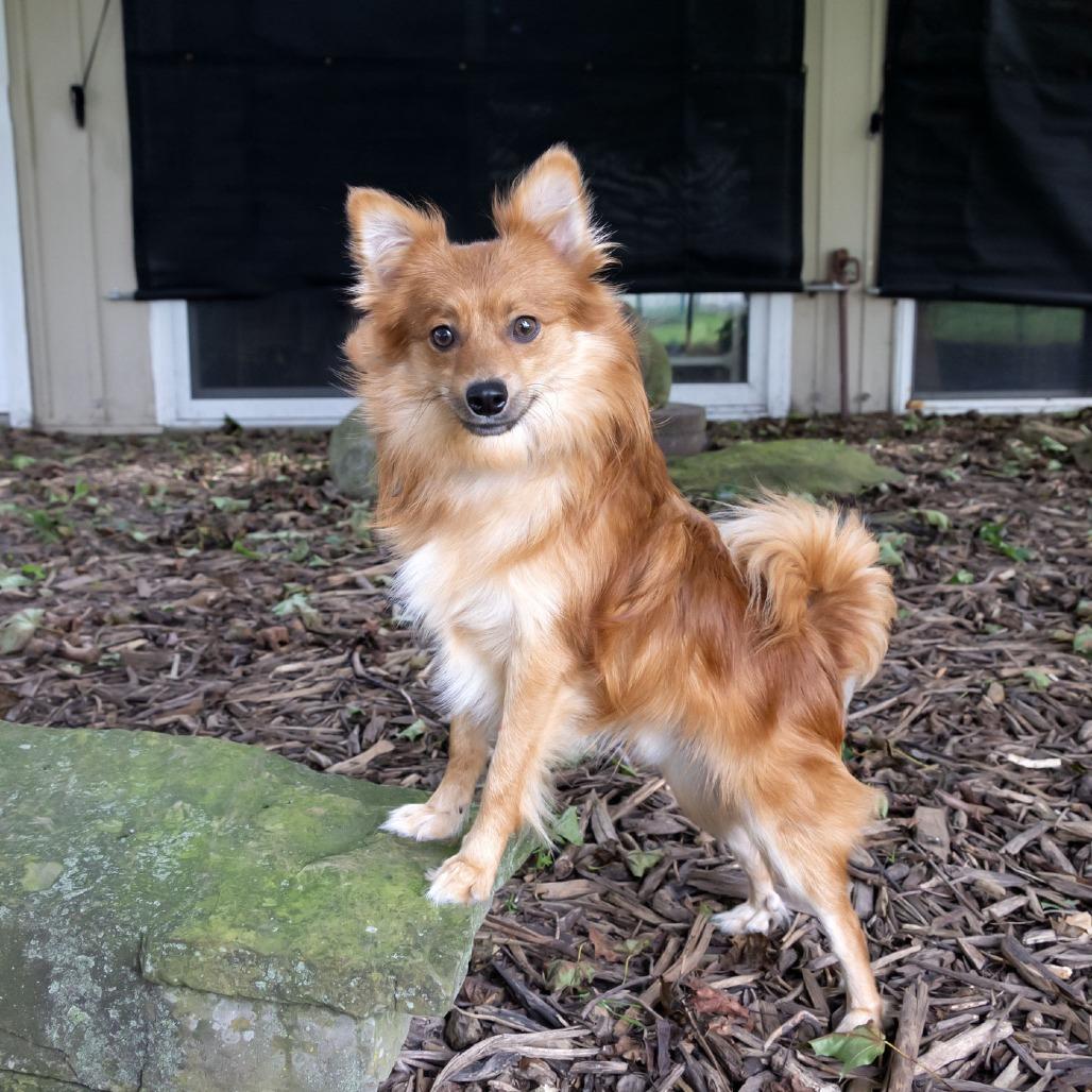 Enlarge Xatu, a Adoptable Pomeranian in McKean, PA image 5/6