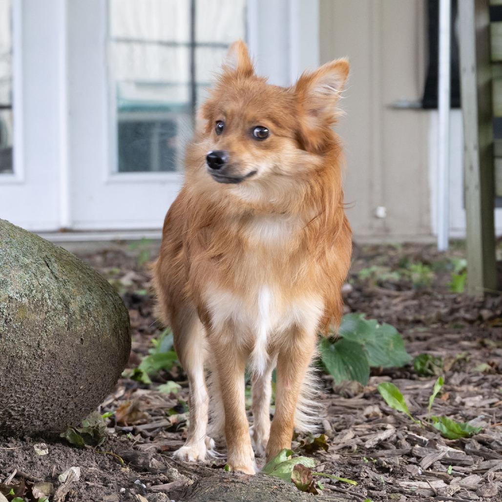 Enlarge Xatu, a Adoptable Pomeranian in McKean, PA image 6/6