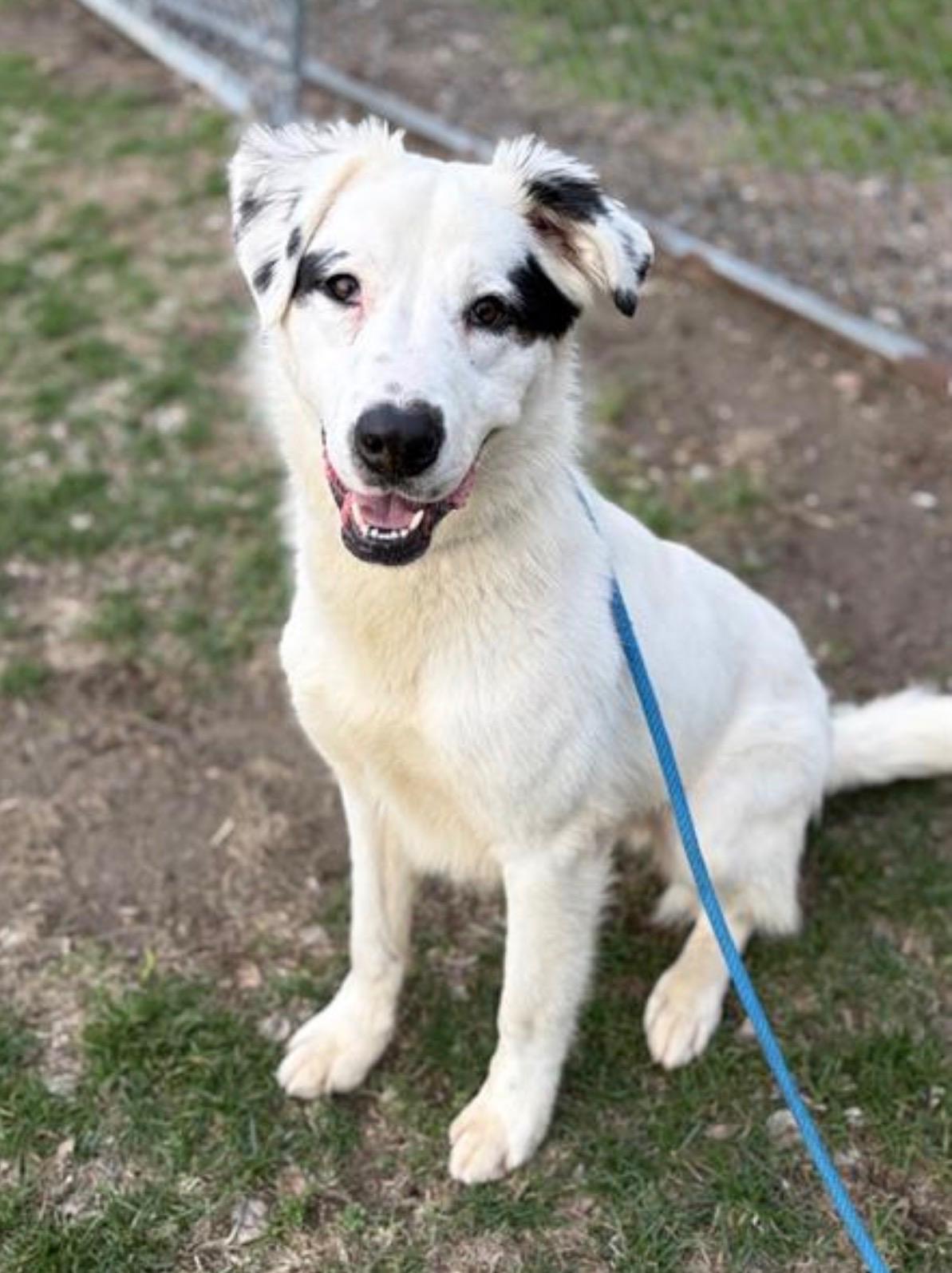 Enlarge Kodiak, a Adoptable mixed breed in merrillville, IN image 1/1