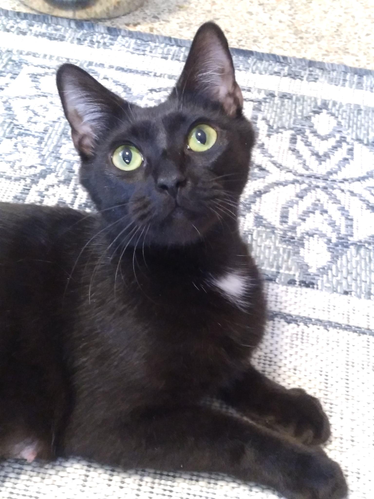 Precious *VIDEO* (super social young cat)