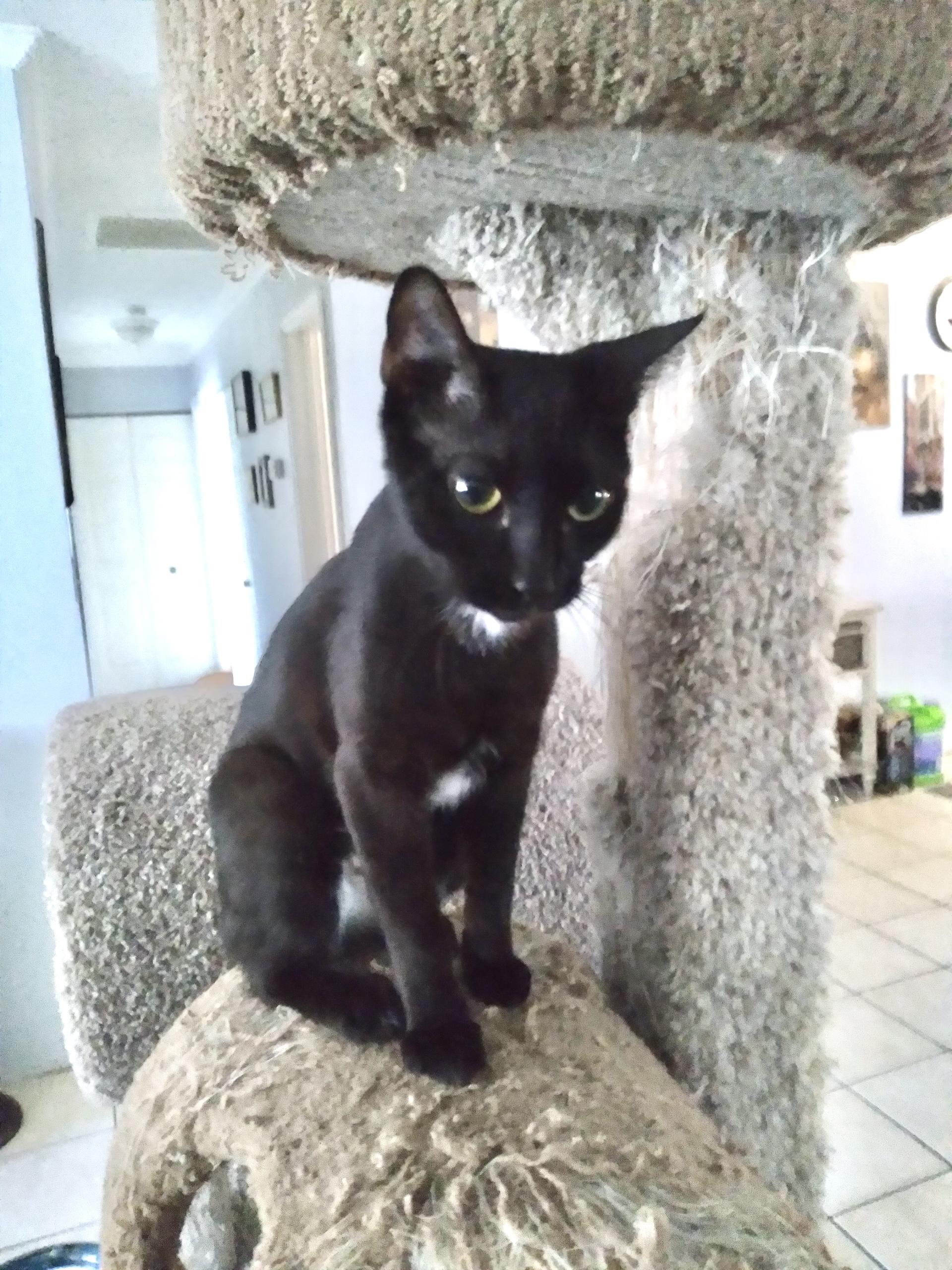 Precious *VIDEO* (super social young cat)