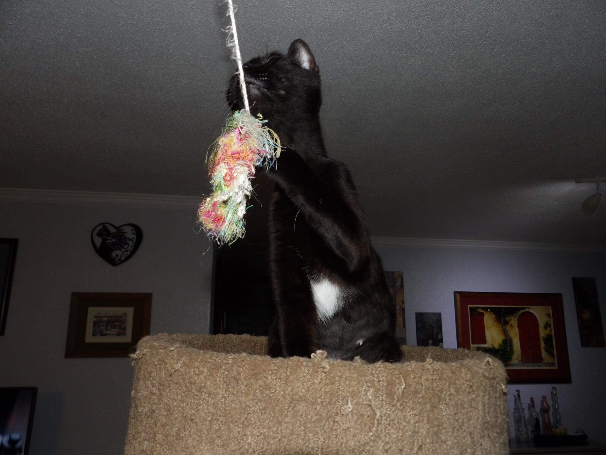 Precious *VIDEO* (super social young cat), a Adoptable Domestic Short Hair in Daytona Beach, FL image 3/4