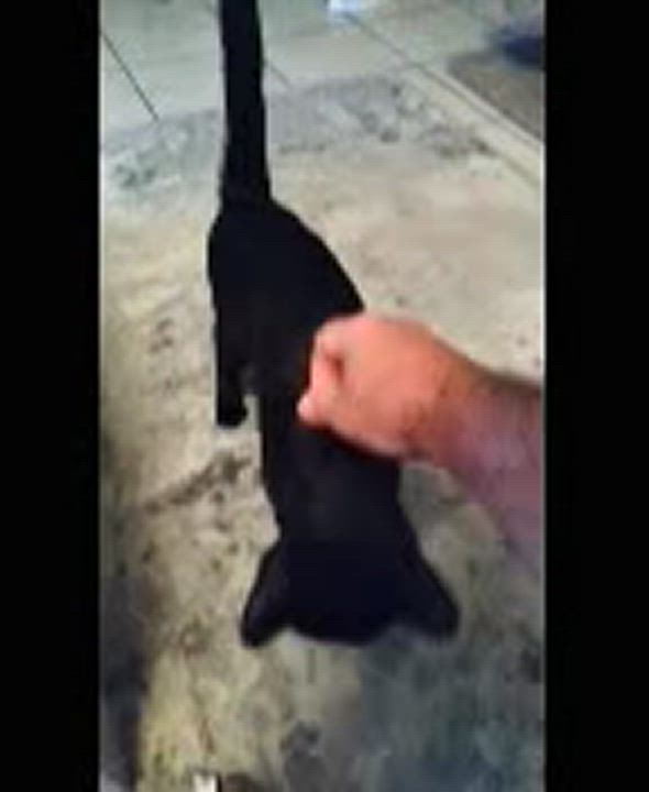 Enlarge Precious *VIDEO* (super social young cat), a Adoptable Domestic Short Hair in Daytona Beach, FL video 4/4