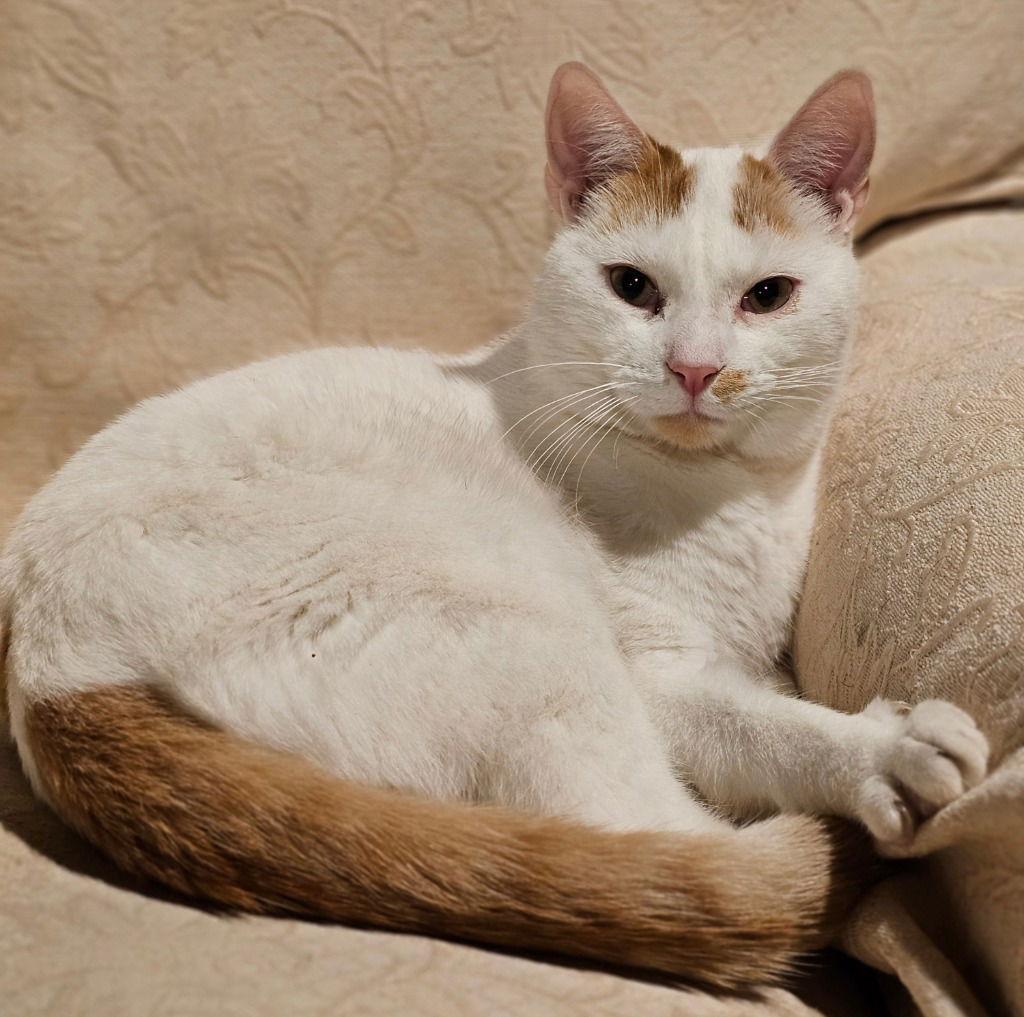 Enlarge Hank Williams, a Adoptable Domestic Short Hair in Lovingston, VA image 1/3