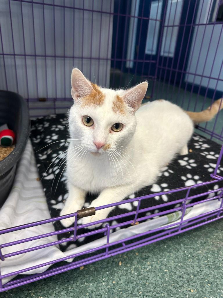 Hank Williams — thumbnail 2