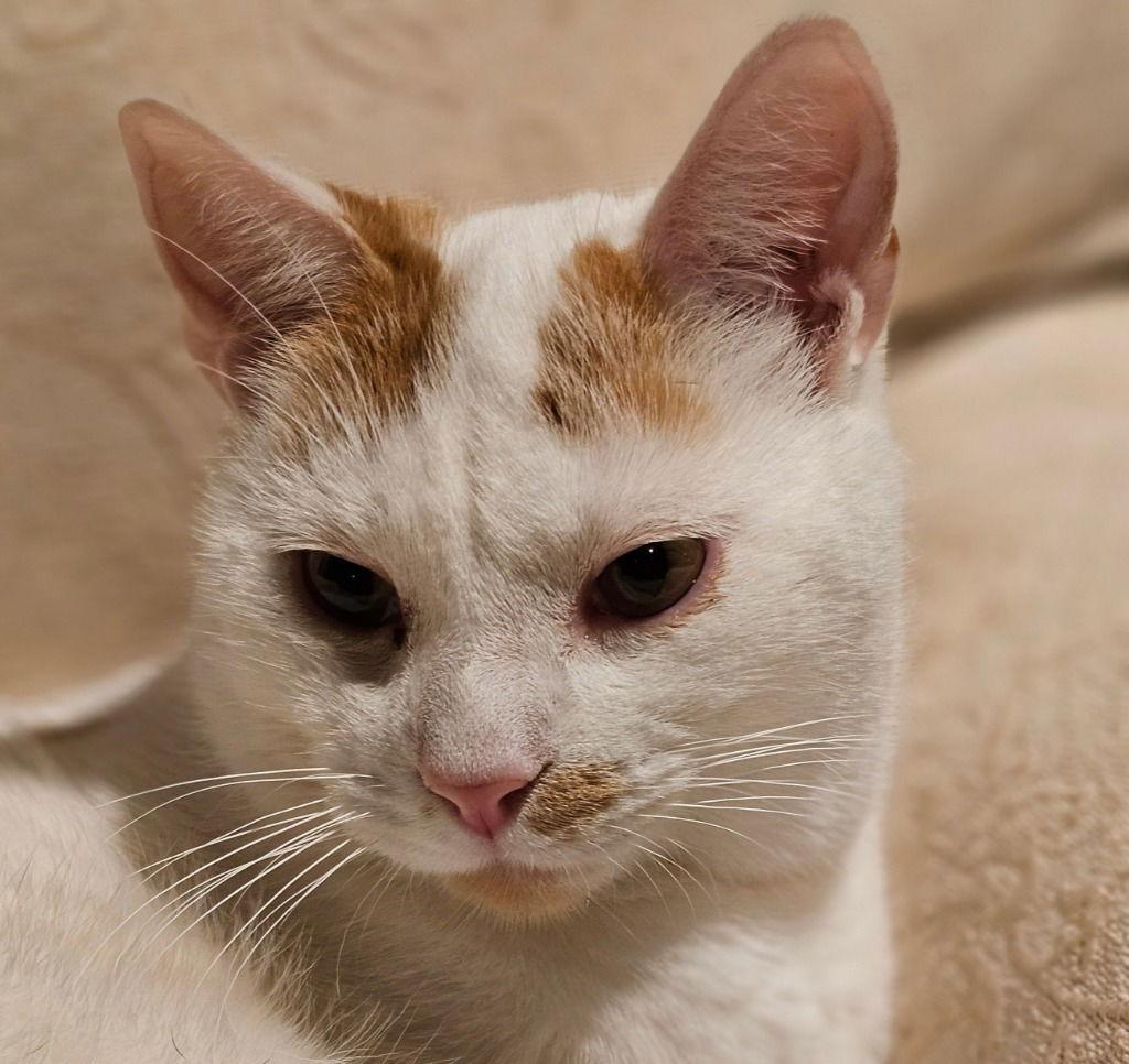 Enlarge Hank Williams, a Adoptable Domestic Short Hair in Lovingston, VA image 3/3