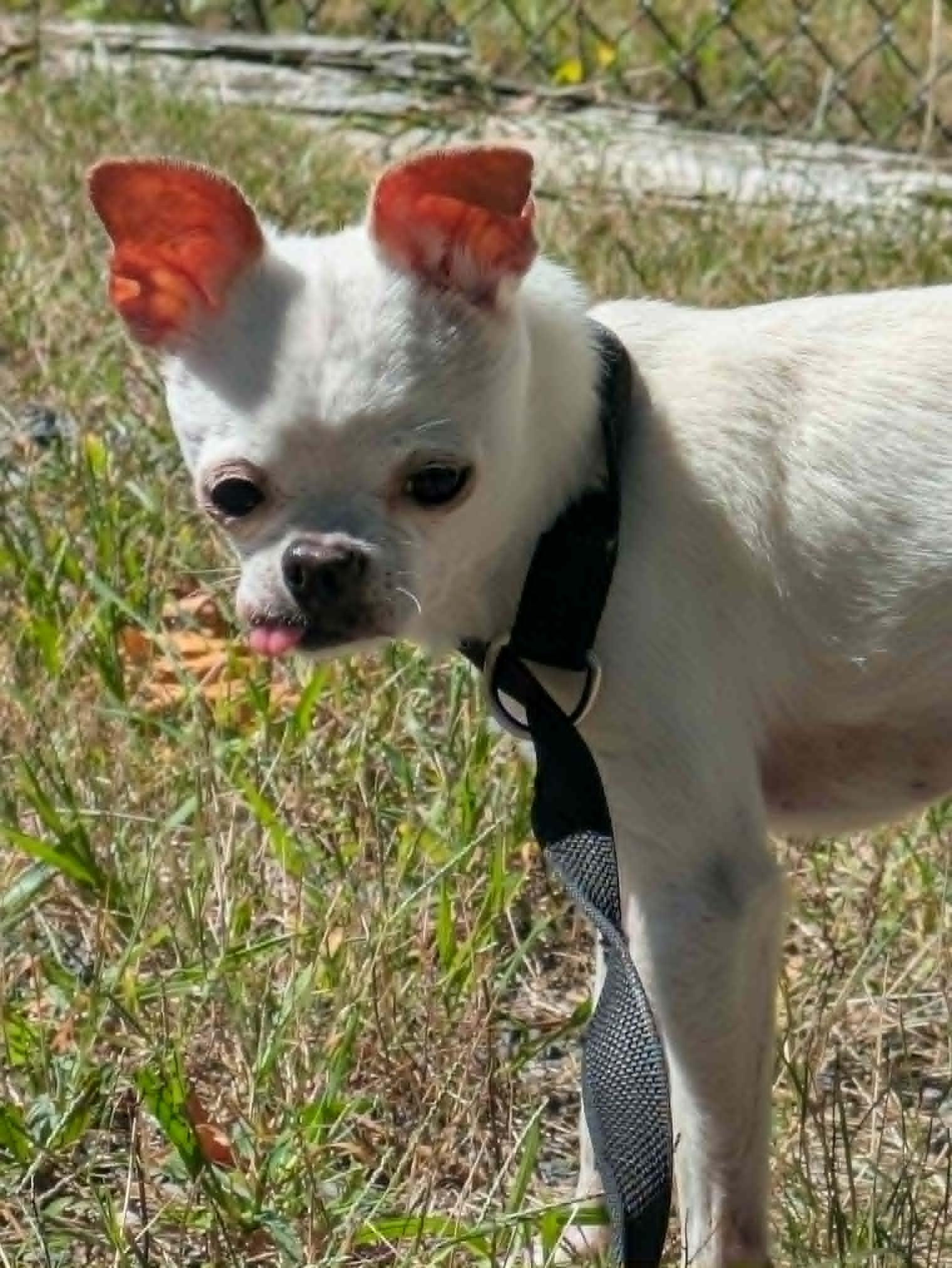 Enlarge Dingo, a Adopted Chihuahua in Brockton, MA image 1/3
