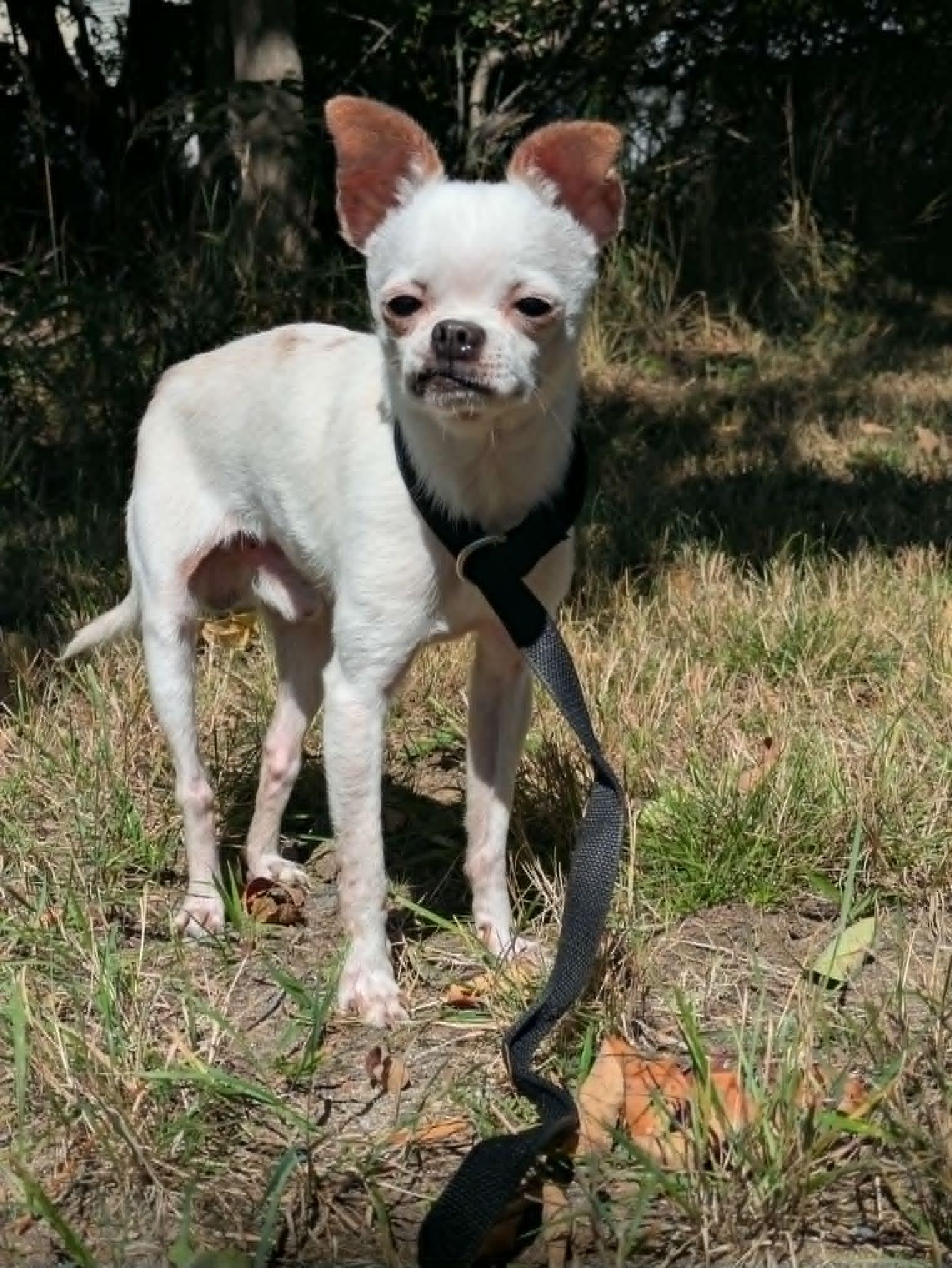 Enlarge Dingo, a Adopted Chihuahua in Brockton, MA image 2/3