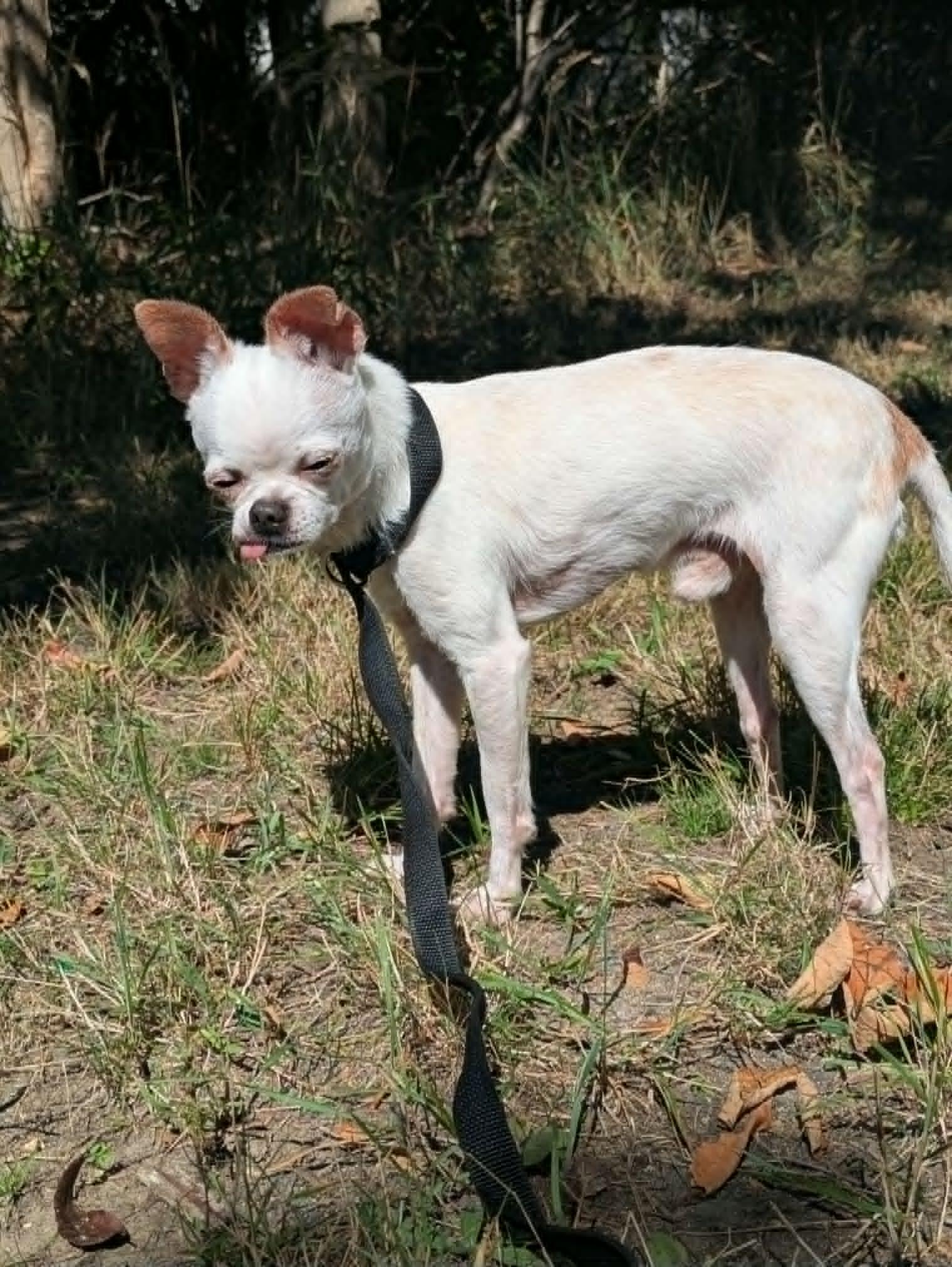 Enlarge Dingo, a Adopted Chihuahua in Brockton, MA image 3/3
