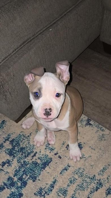 Nyla