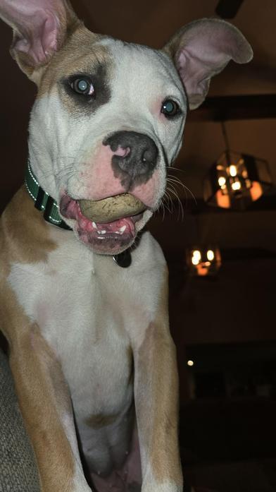 Nyla