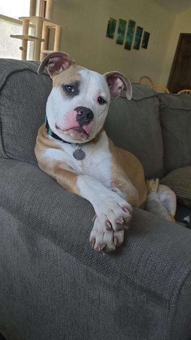 Nyla