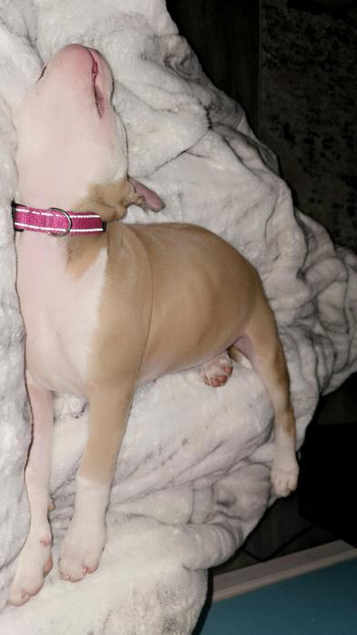 Nyla