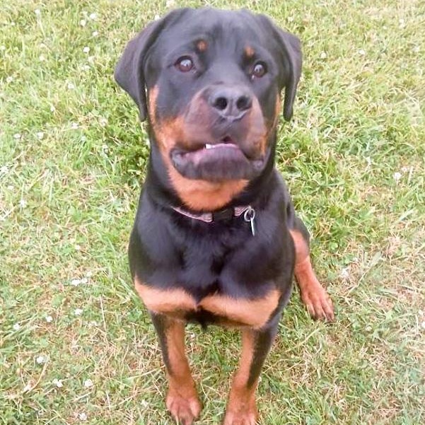 Georgie, an adopted Rottweiler in Toledo, OH image 1/2