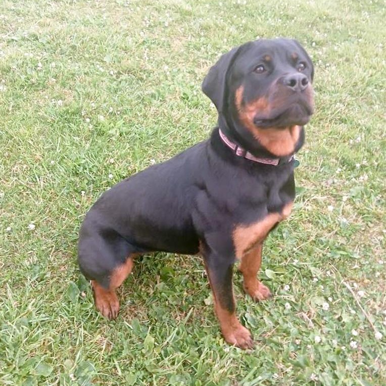 Georgie, an adopted Rottweiler in Toledo, OH image 2/2